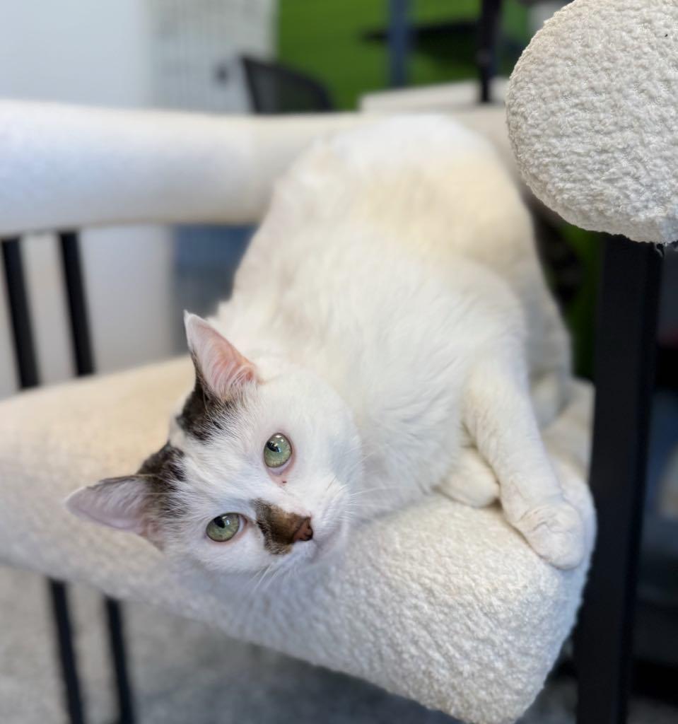Bebe, an adopted Domestic Short Hair in Cortland, OH image 2/4