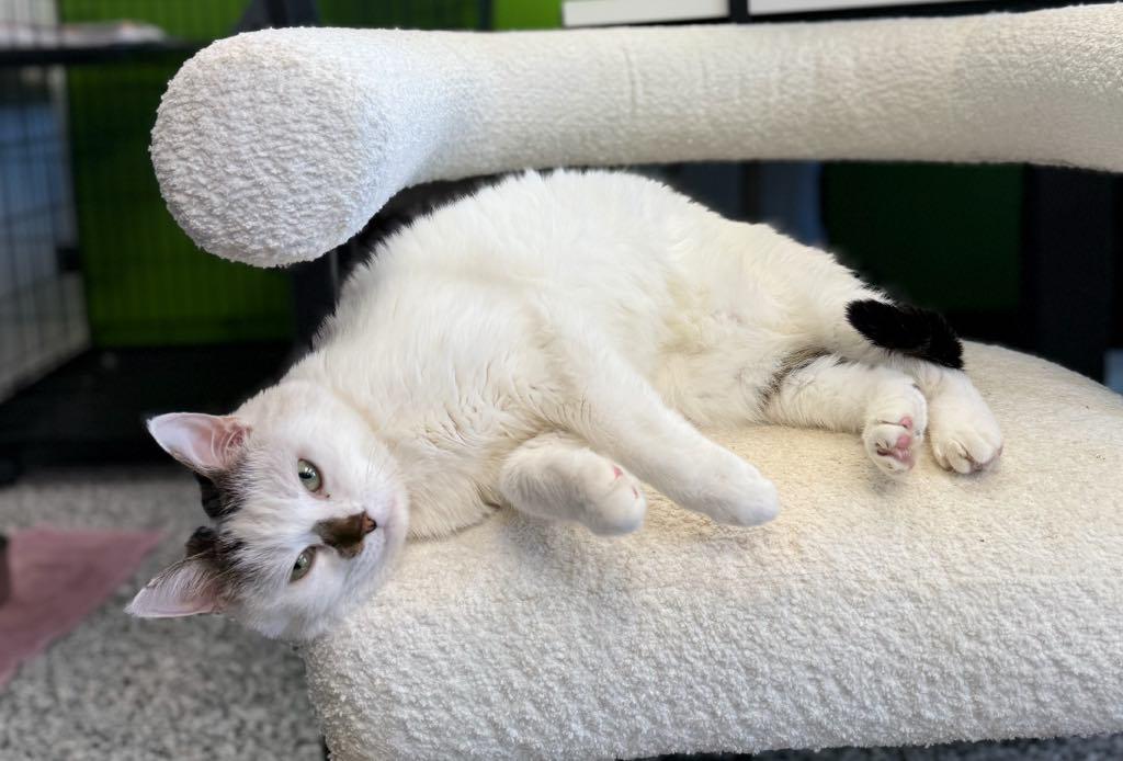 Bebe, an adopted Domestic Short Hair in Cortland, OH image 3/4