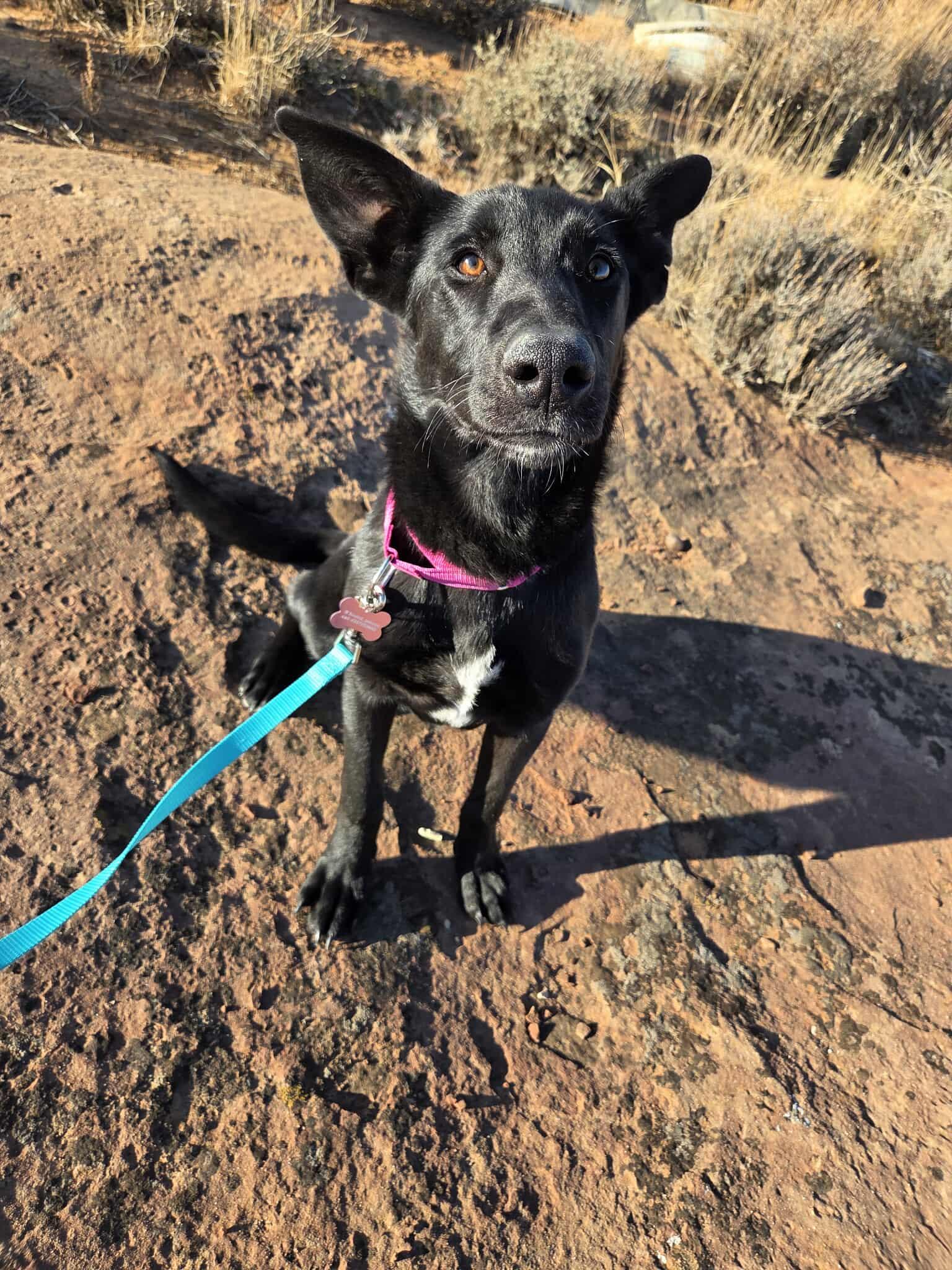 Jade, ADOPTABLE, Young Female Labrador Retriever & German Shepherd Dog.