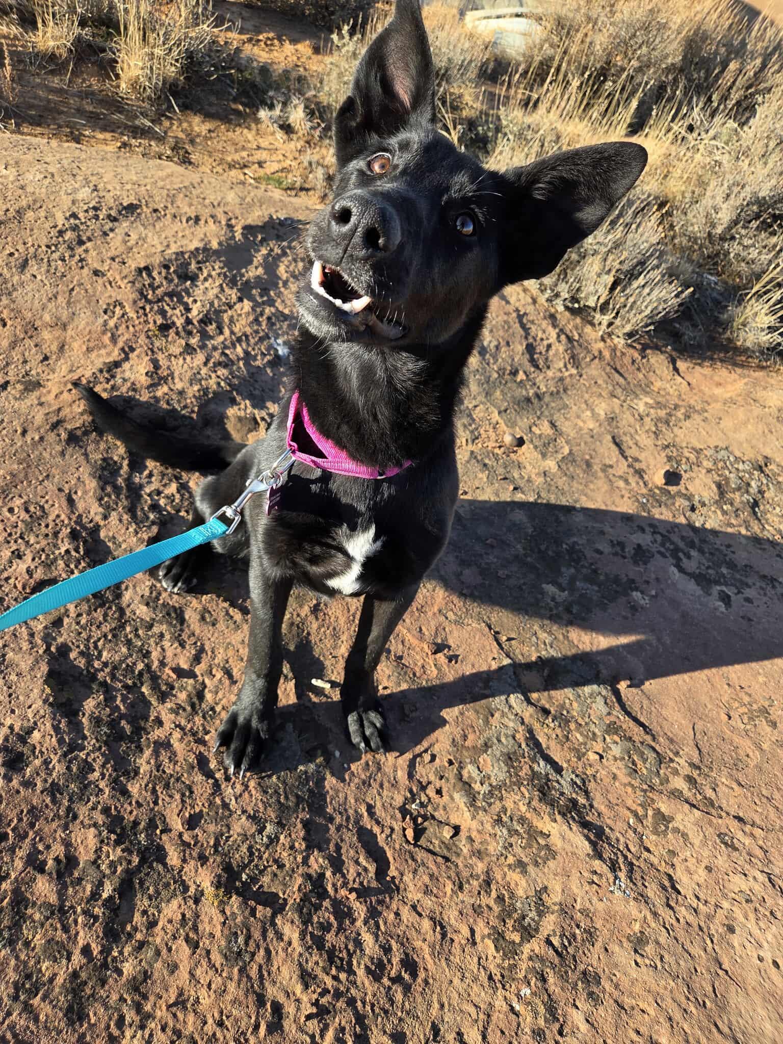 Enlarge Jade, a ADOPTABLE mixed breed in Roosevelt, UT image 2/4