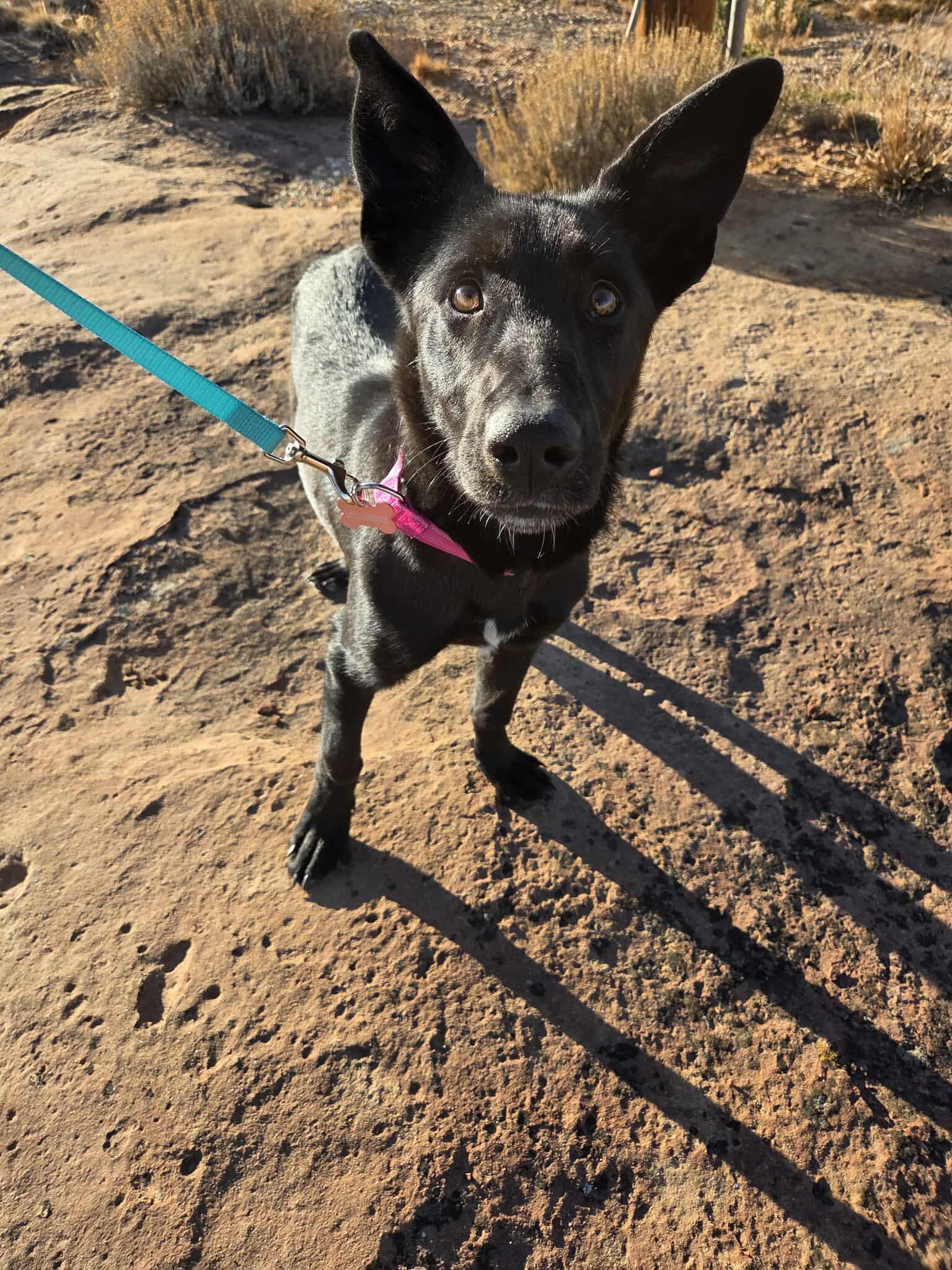 Enlarge Jade, a ADOPTABLE mixed breed in Roosevelt, UT image 3/4