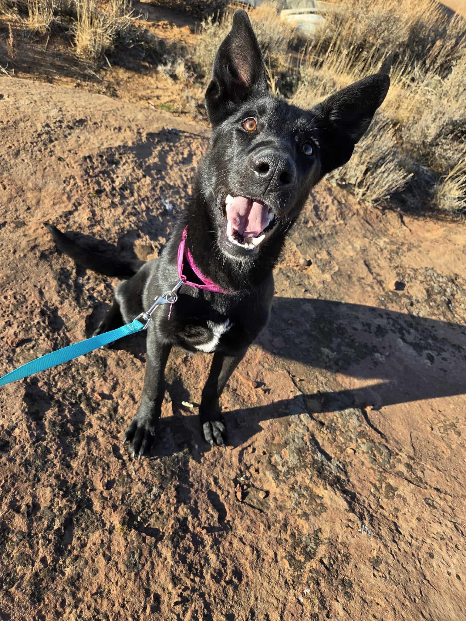 Enlarge Jade, a ADOPTABLE mixed breed in Roosevelt, UT image 4/4