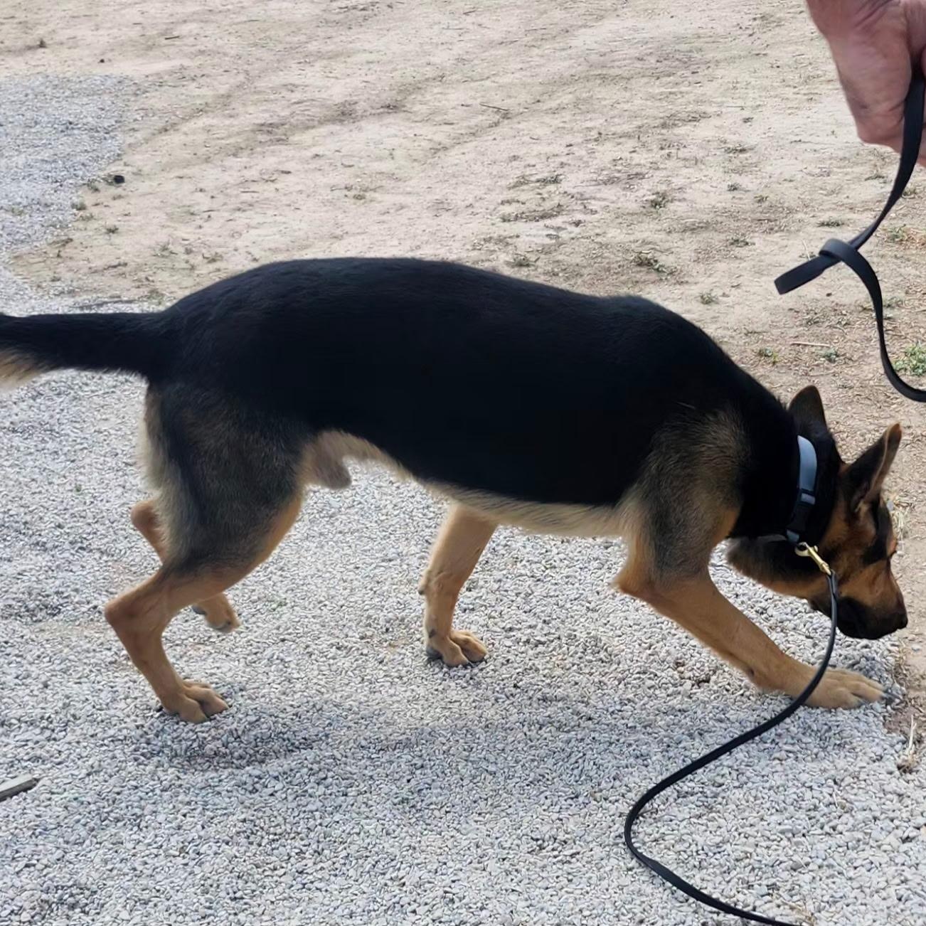 HOLLYWOOD, a Adoptable German Shepherd Dog in Weatherford, TX image 2/4