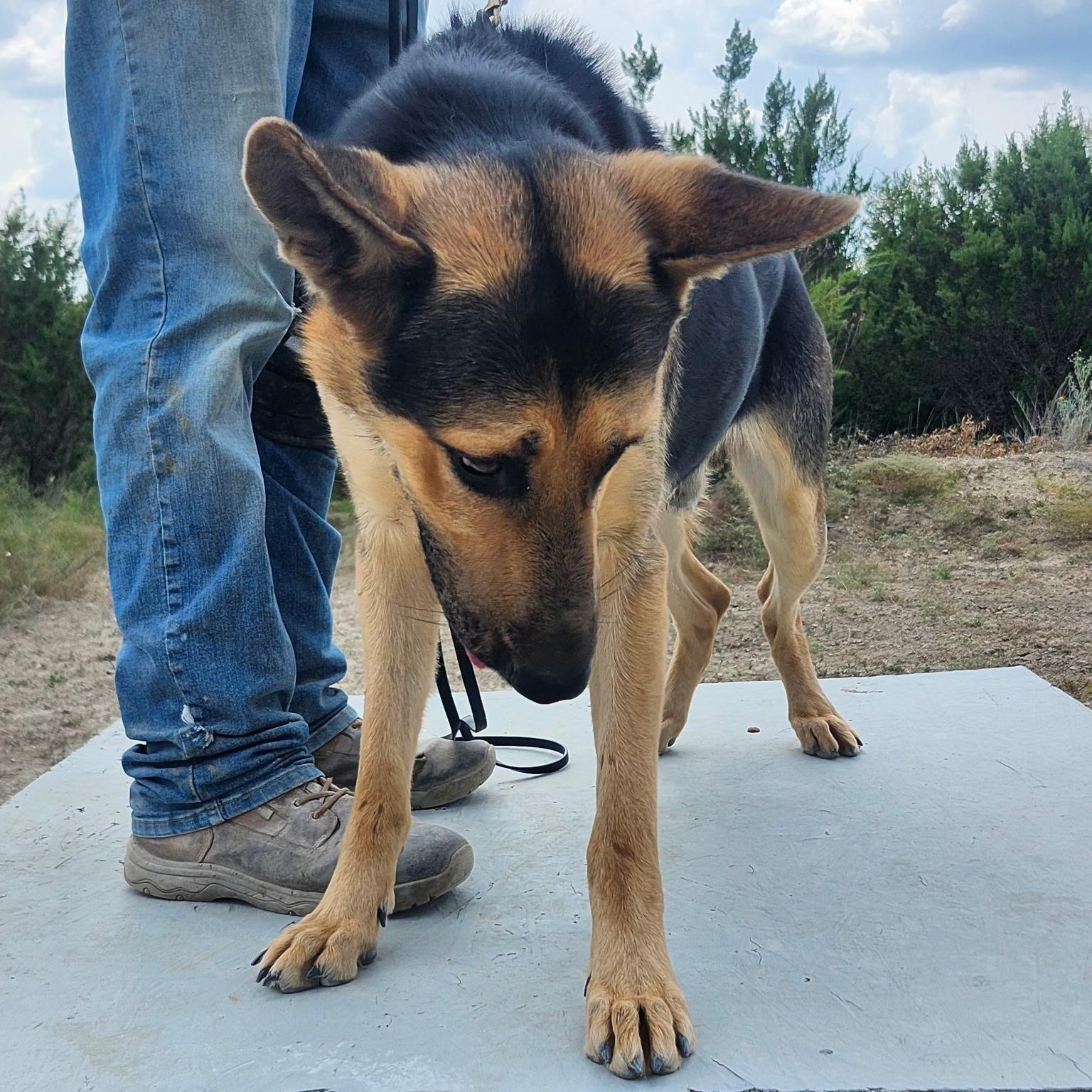 HOLLYWOOD, a Adoptable German Shepherd Dog in Weatherford, TX image 3/4