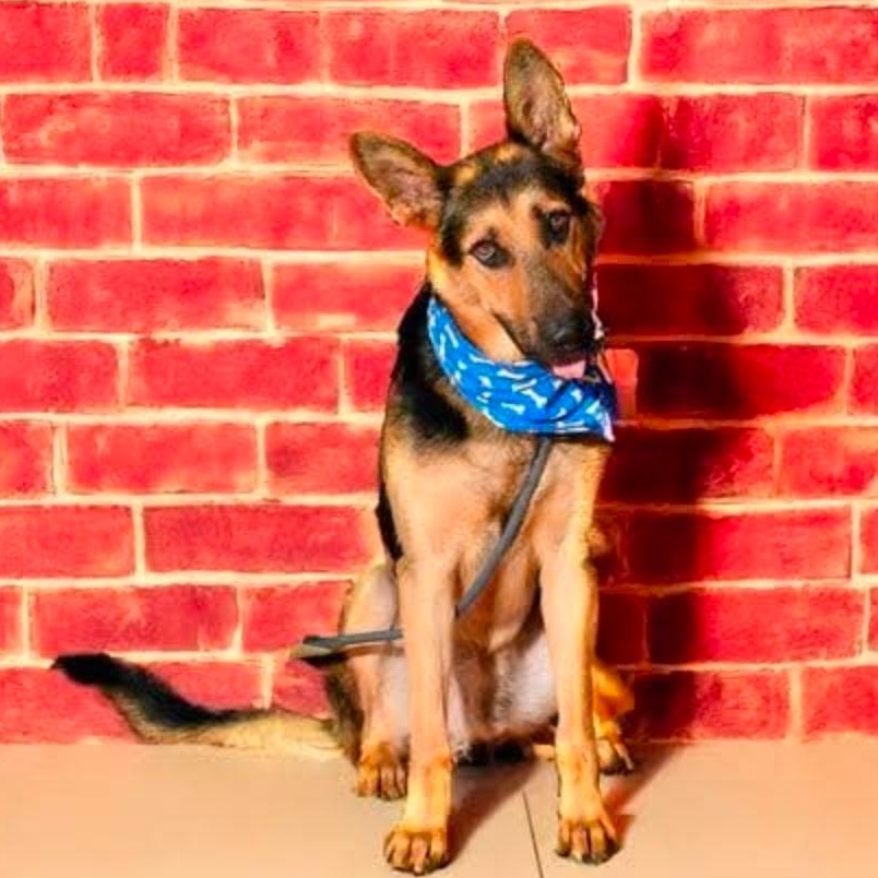 HOLLYWOOD, a Adoptable German Shepherd Dog in Weatherford, TX image 4/4