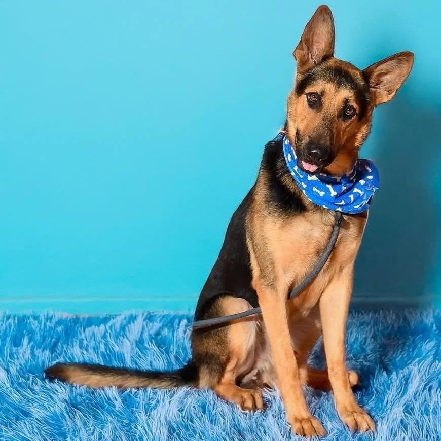 HOLLYWOOD, Adoptable, Young Male German Shepherd Dog.