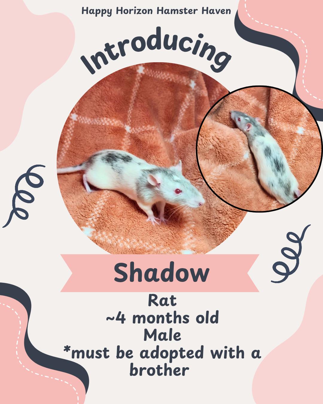 Enlarge Shadow, an adopted Rat in West Chester, OH image 1/1