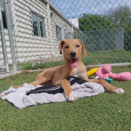 Rowan, Adoptable, Puppy Male Mixed Breed.