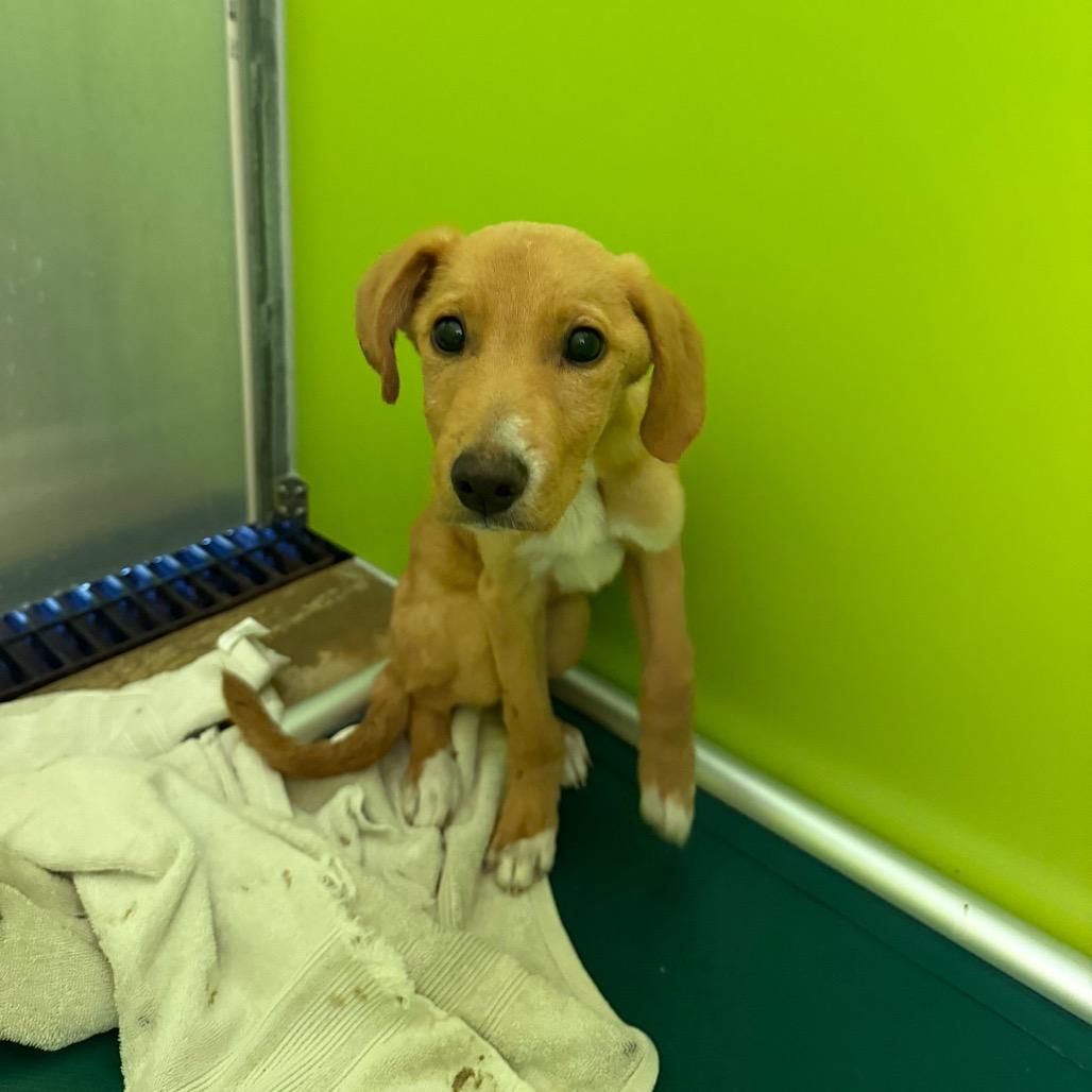 Enlarge Rowan, a Adoptable Mixed Breed in Tulsa, OK image 2/6