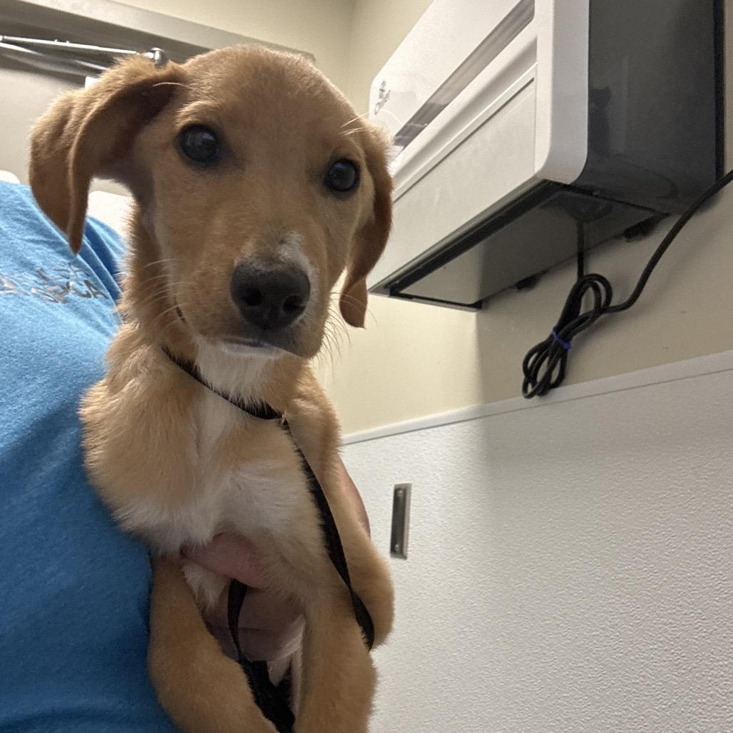 Enlarge Rowan, a Adoptable Mixed Breed in Tulsa, OK image 4/6