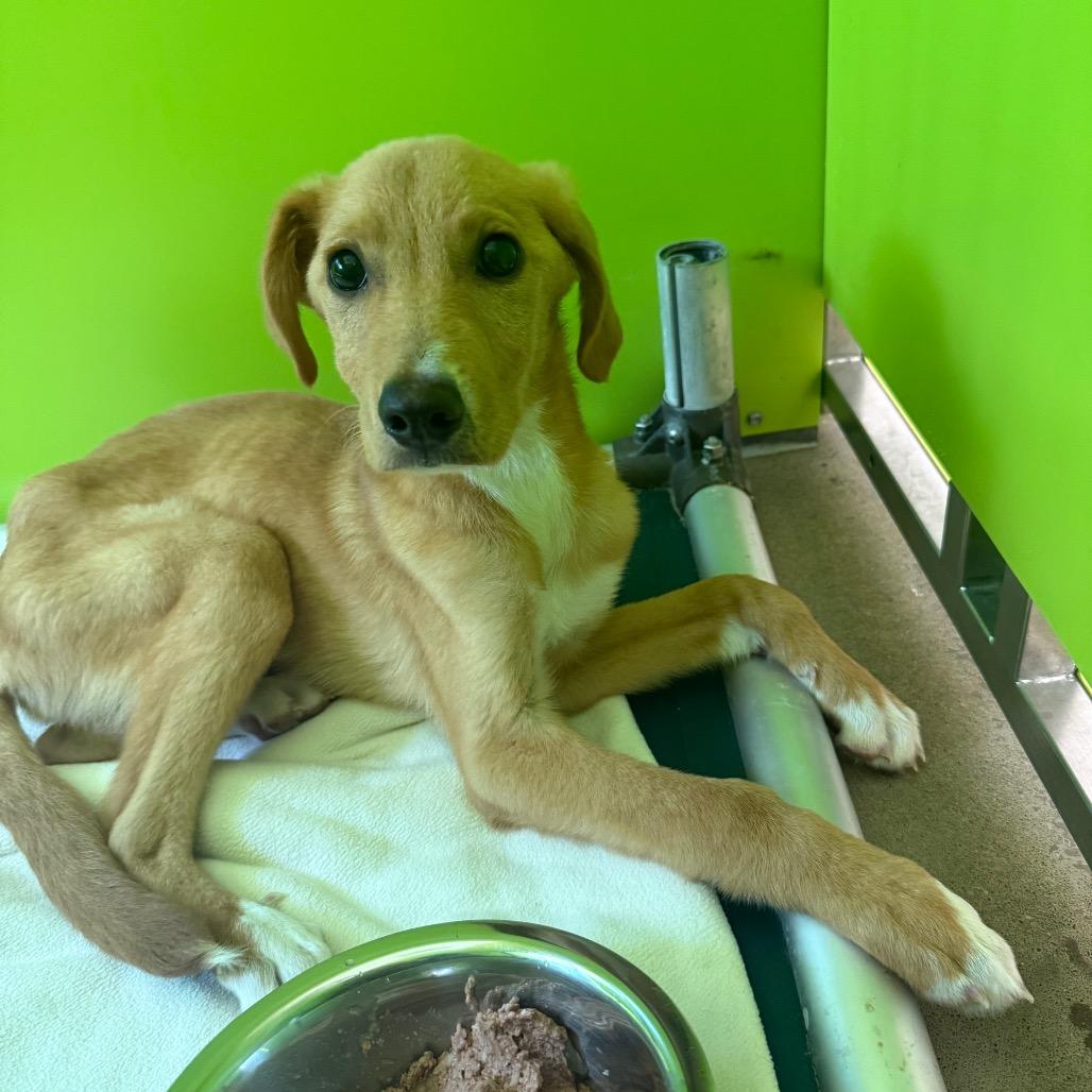 Enlarge Rowan, a Adoptable Mixed Breed in Tulsa, OK image 5/6