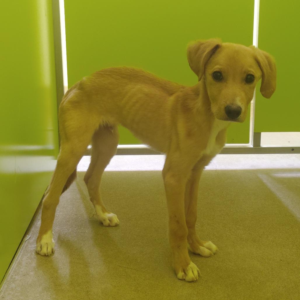 Enlarge Rowan, a Adoptable Mixed Breed in Tulsa, OK image 6/6