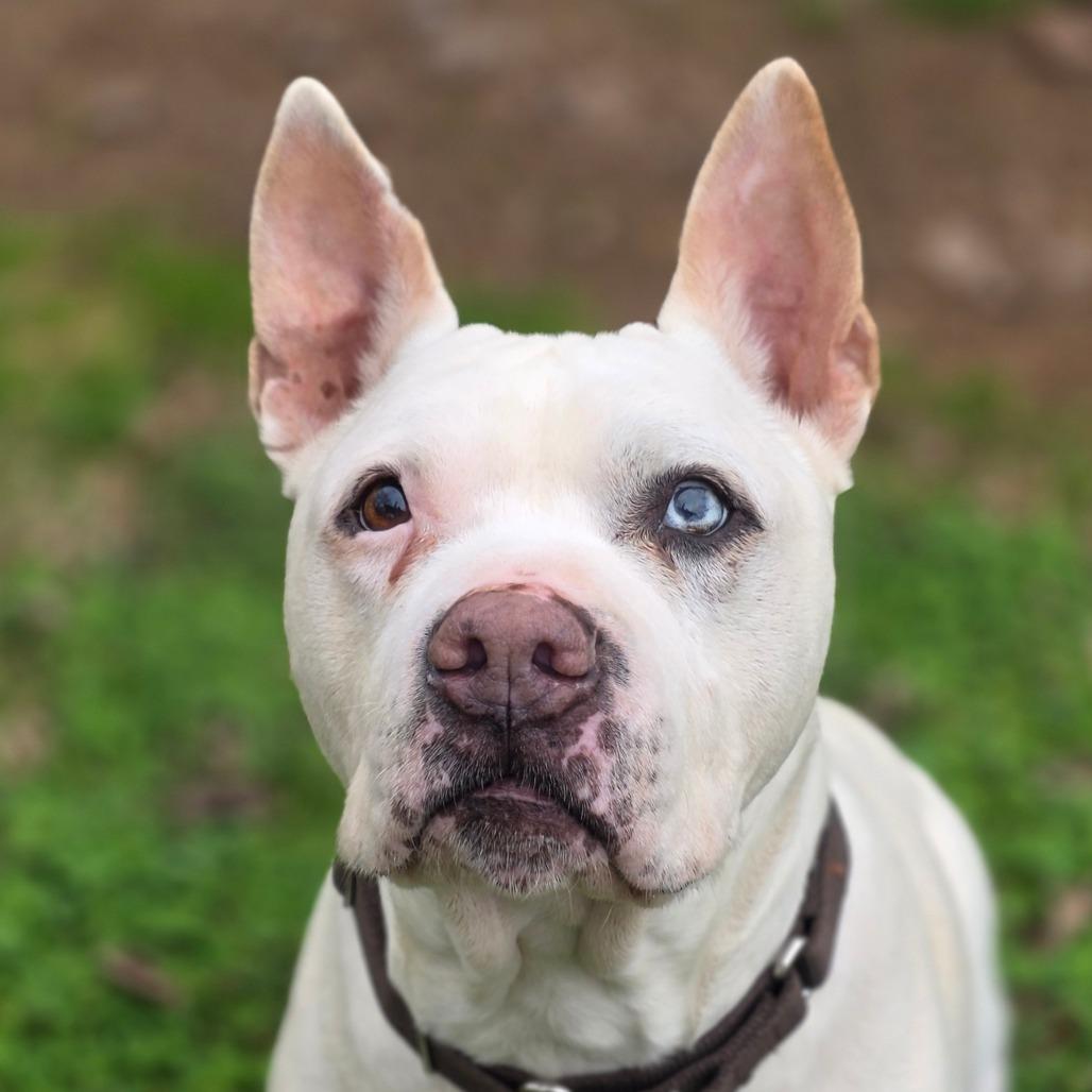 Wilbur, a Adoptable Mixed Breed in Huntsville, AL image 1/3