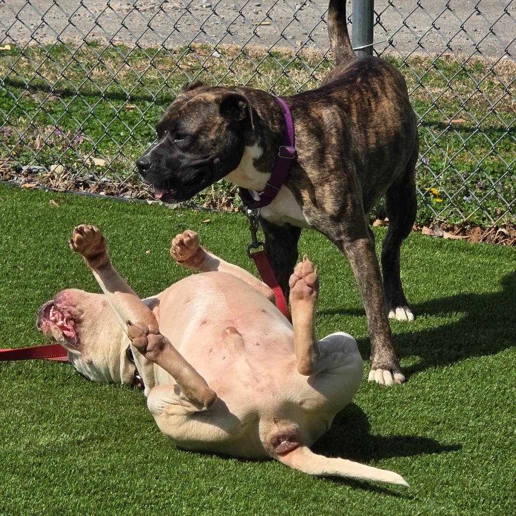 Enlarge Wilbur, a Adoptable Mixed Breed in Huntsville, AL image 2/6