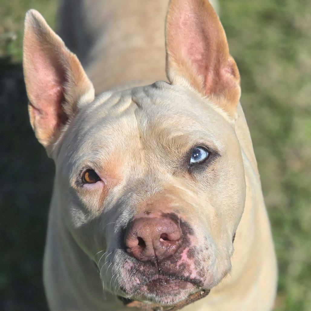 Enlarge Wilbur, a Adoptable Mixed Breed in Huntsville, AL image 3/6