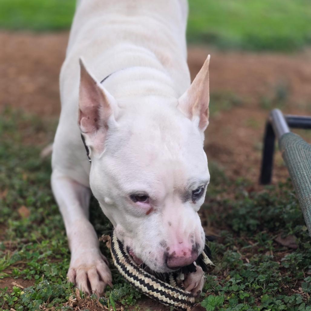 Wilbur, a Adoptable Mixed Breed in Huntsville, AL image 2/3