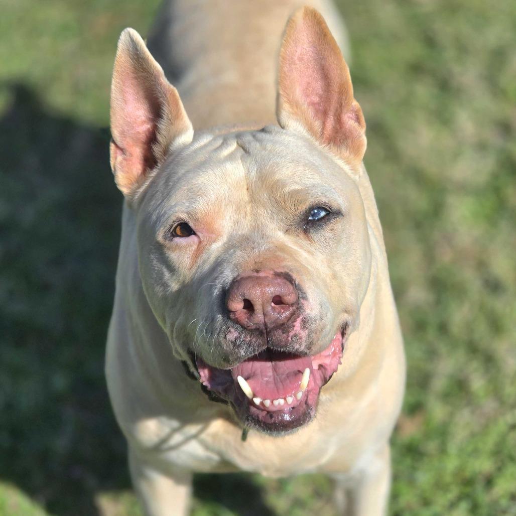 Enlarge Wilbur, a Adoptable Mixed Breed in Huntsville, AL image 6/6