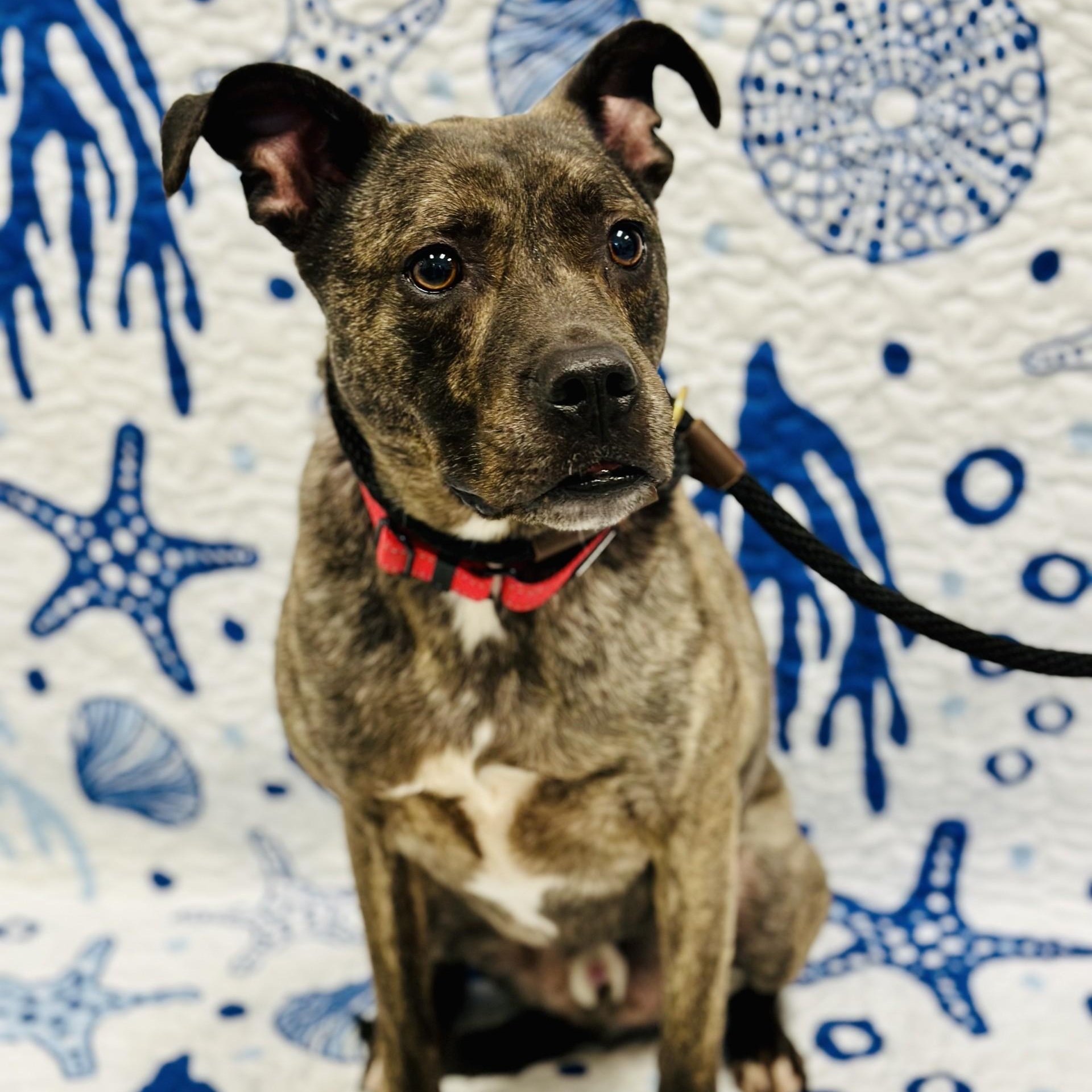 Enlarge Loki, an adopted mixed breed in Manahawkin, NJ image 2/2