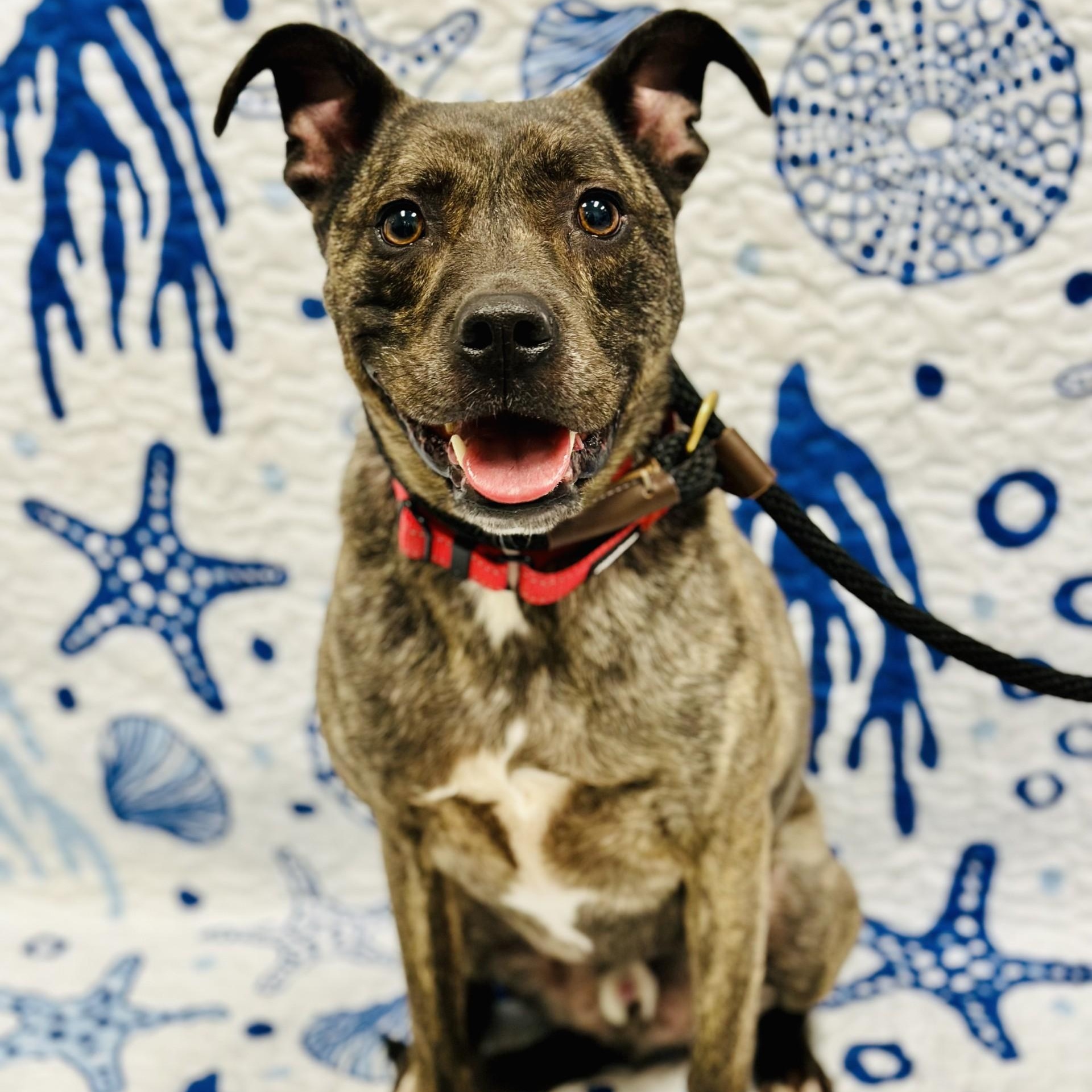 Enlarge Loki, an adopted mixed breed in Manahawkin, NJ image 1/2