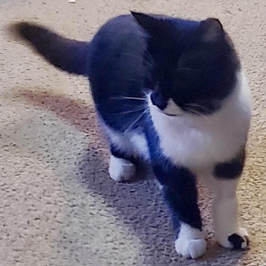 EBT, Adoptable, Young Female Domestic Medium Hair.