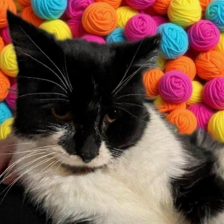 Enlarge EBT, a Adoptable Domestic Medium Hair in Middletown, OH image 2/4