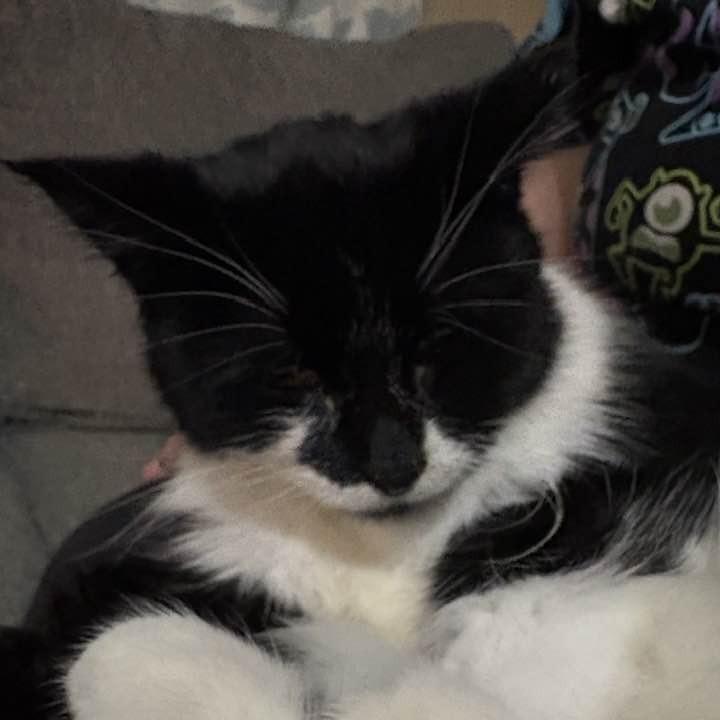 Enlarge EBT, a Adoptable Domestic Medium Hair in Middletown, OH image 2/3