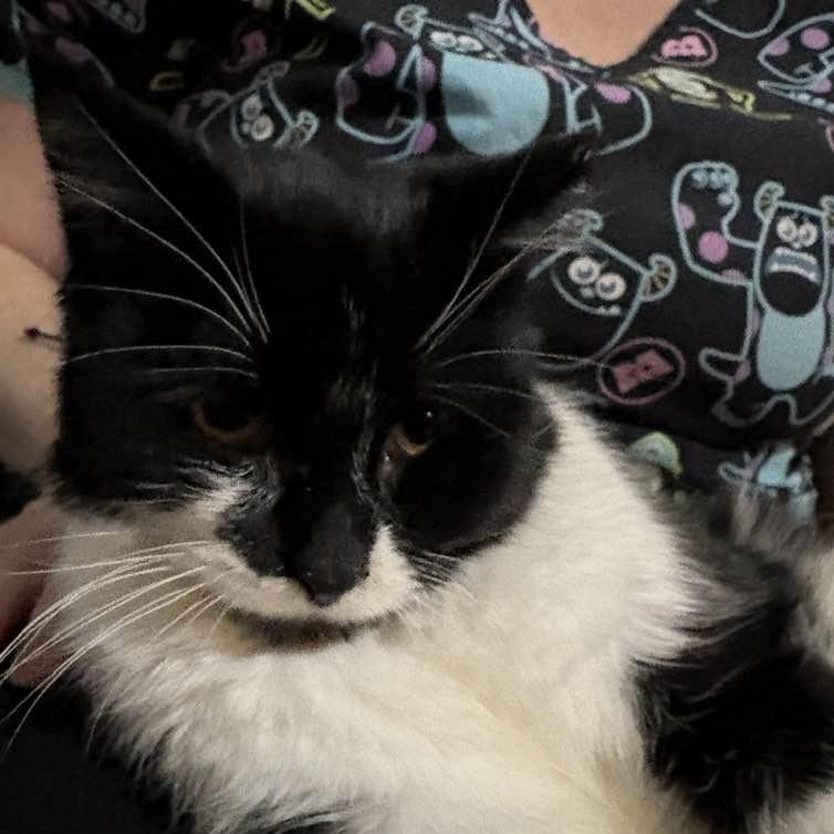 Enlarge EBT, a Adoptable Domestic Medium Hair in Middletown, OH image 3/3