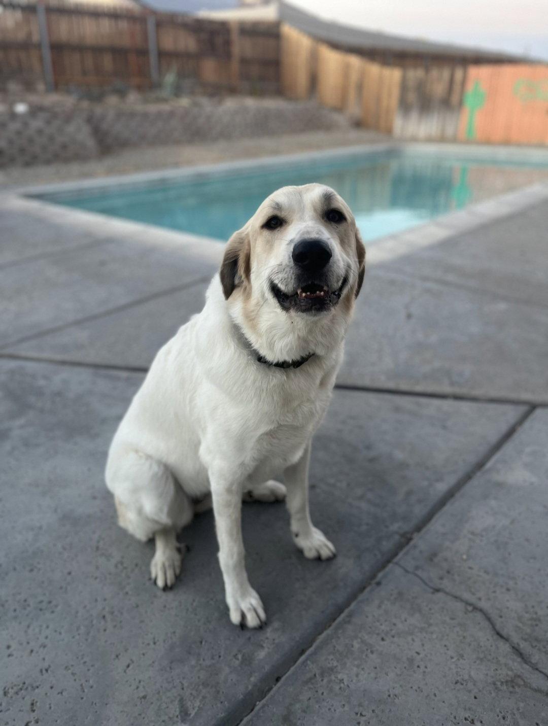 Enlarge Jenny, a Adoptable mixed breed in Escondido, CA image 1/3