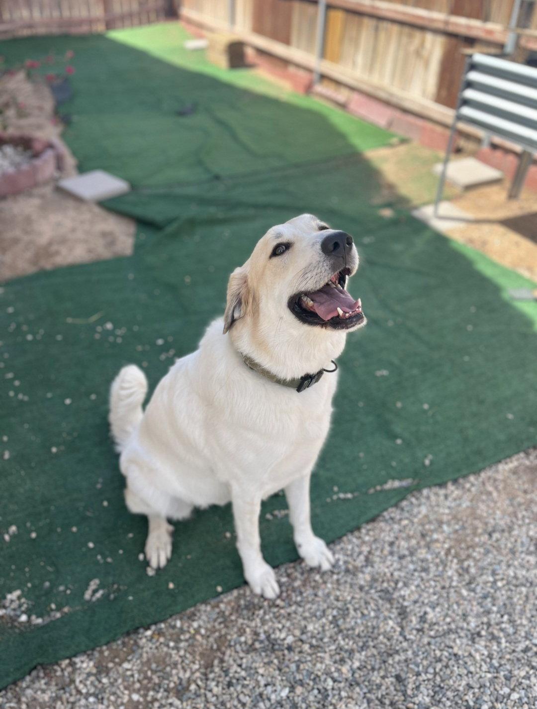 Enlarge Jenny, a Adoptable mixed breed in Escondido, CA image 2/3
