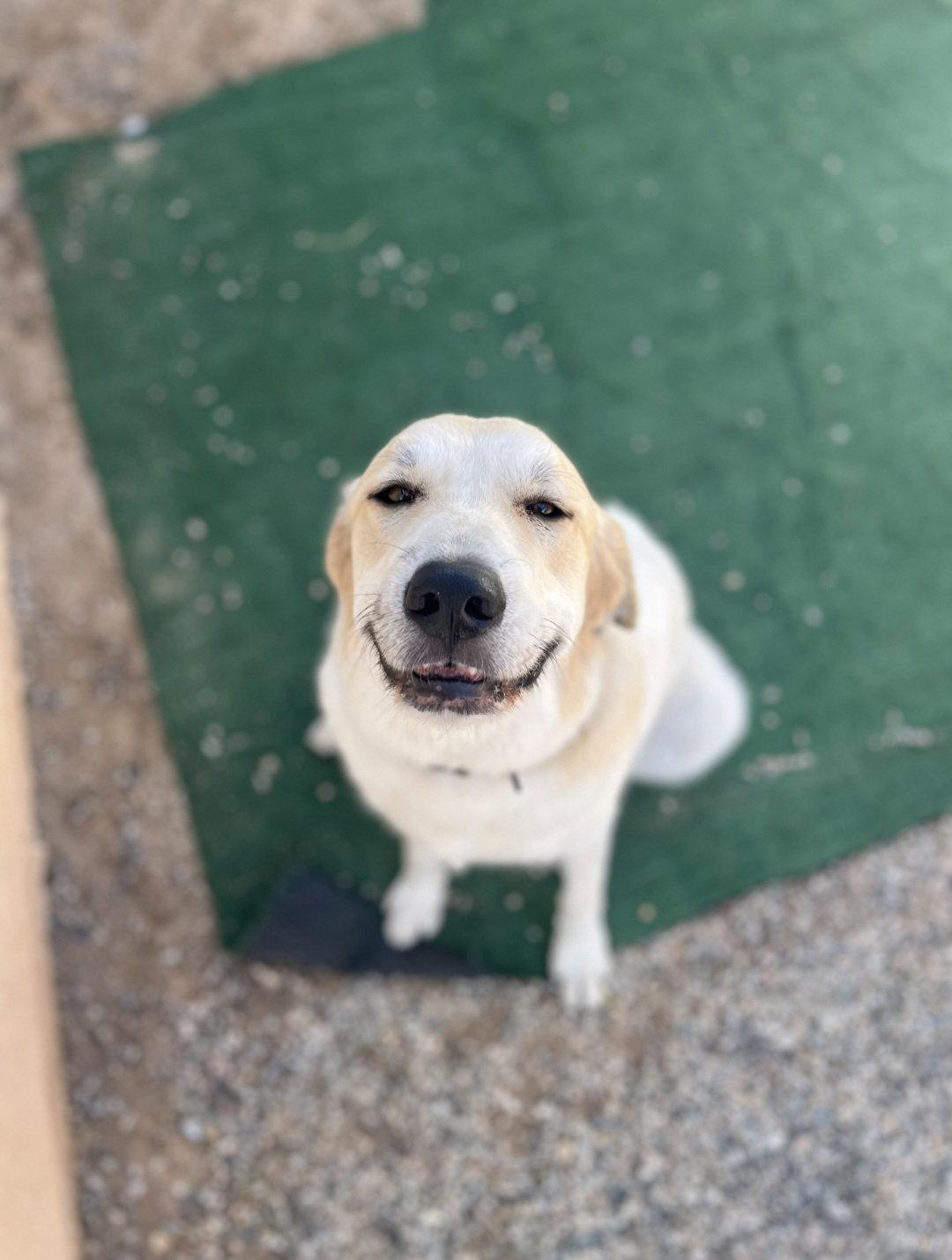 Enlarge Jenny, a Adoptable mixed breed in Escondido, CA image 3/3