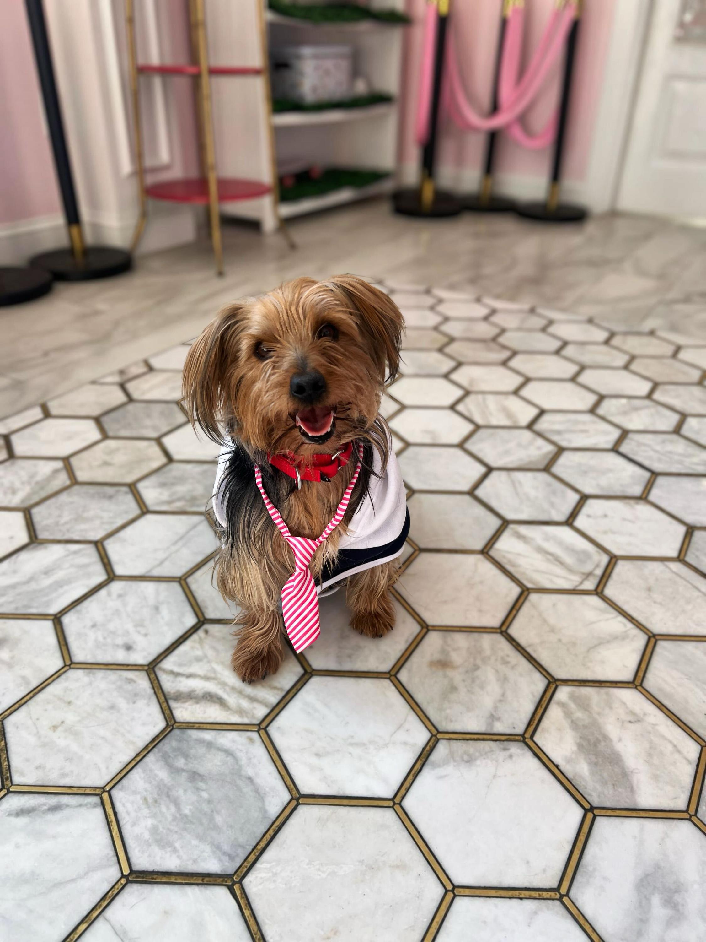 Enlarge  Bourbon , a ADOPTABLE Yorkshire Terrier in O'Fallon, MO image 1/1