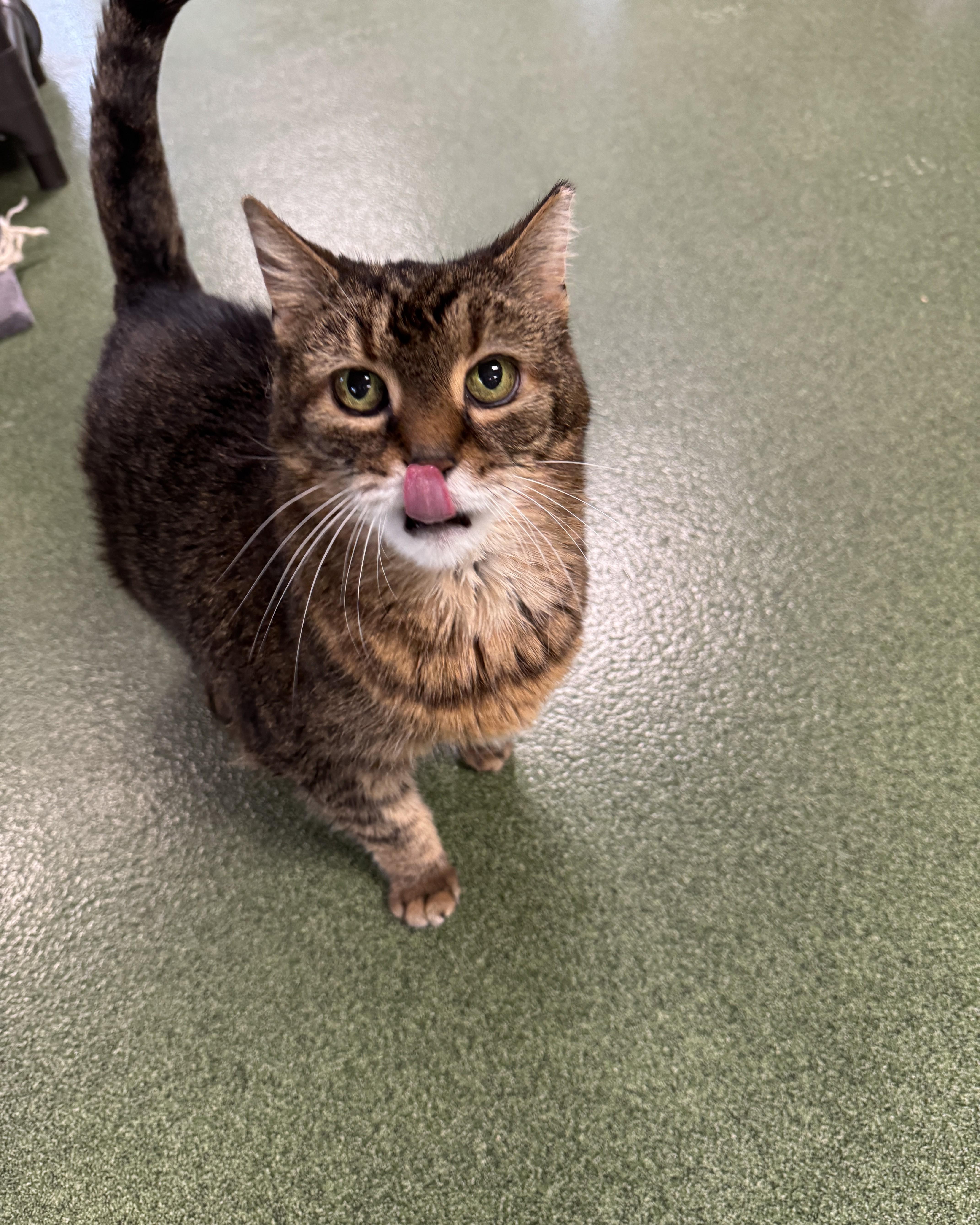 Mia, an adopted Domestic Medium Hair in Seneca, PA image 3/3