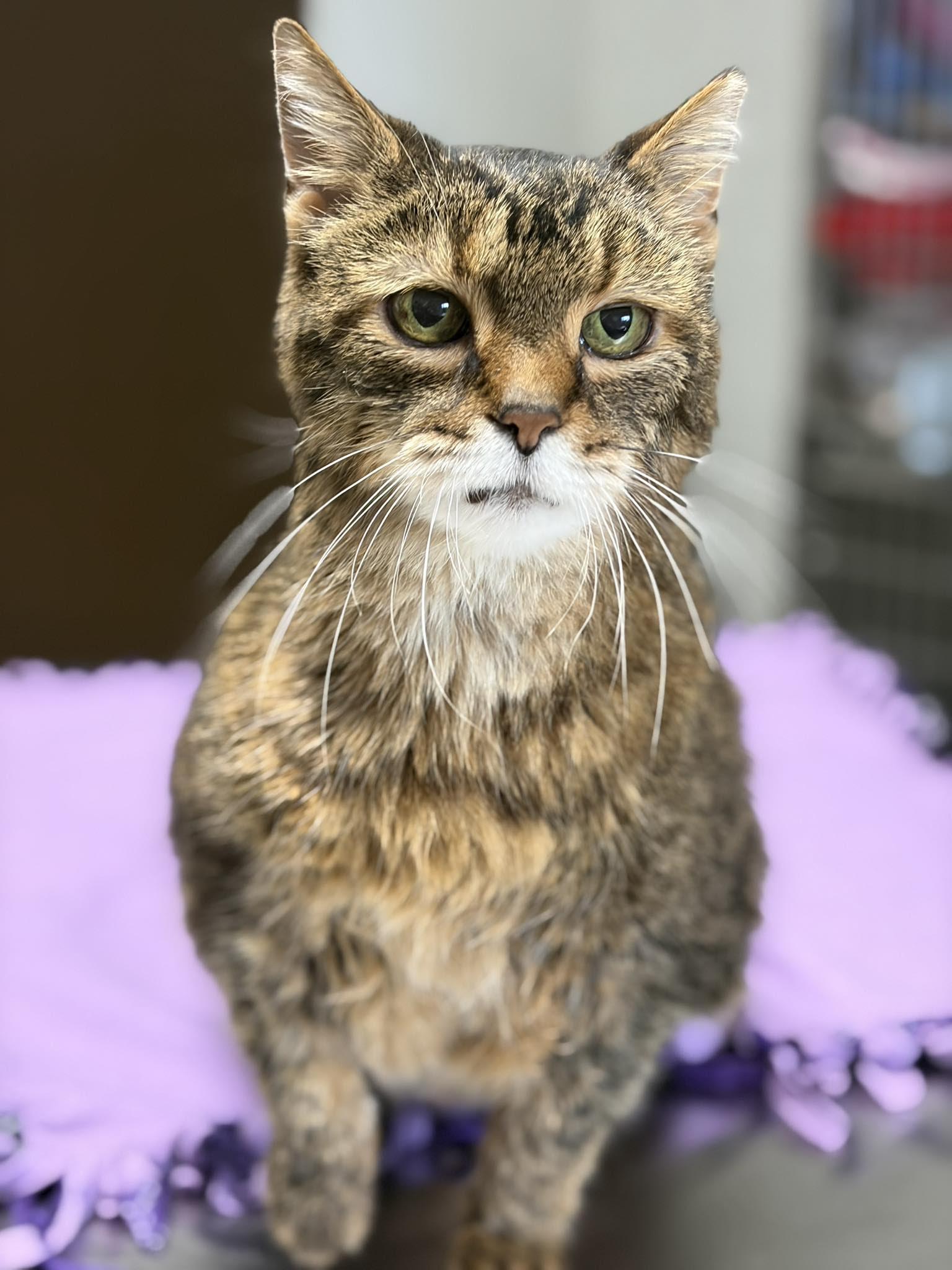 Mia, an adopted Domestic Medium Hair in Seneca, PA image 1/3
