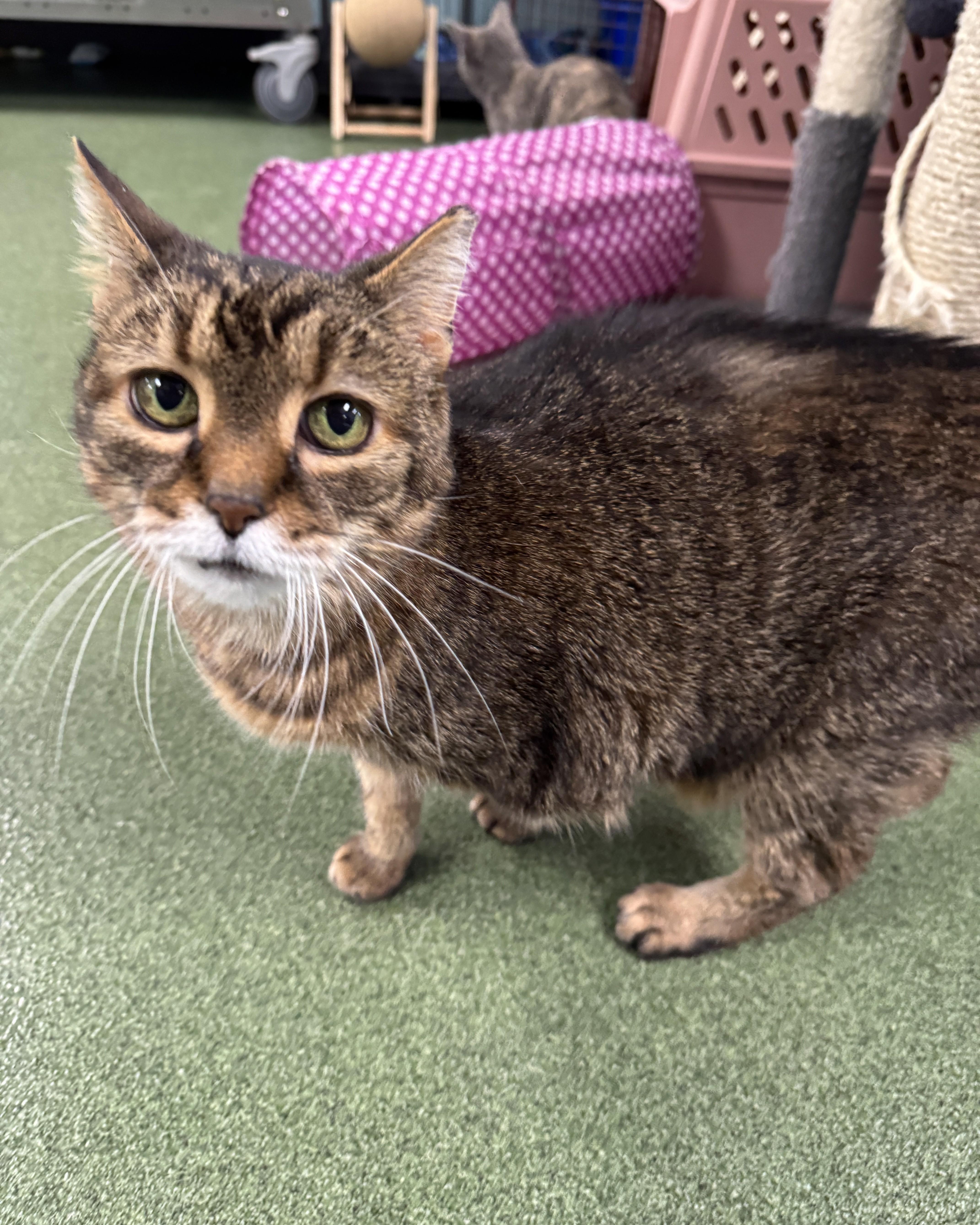 Mia, an adopted Domestic Medium Hair in Seneca, PA image 2/3