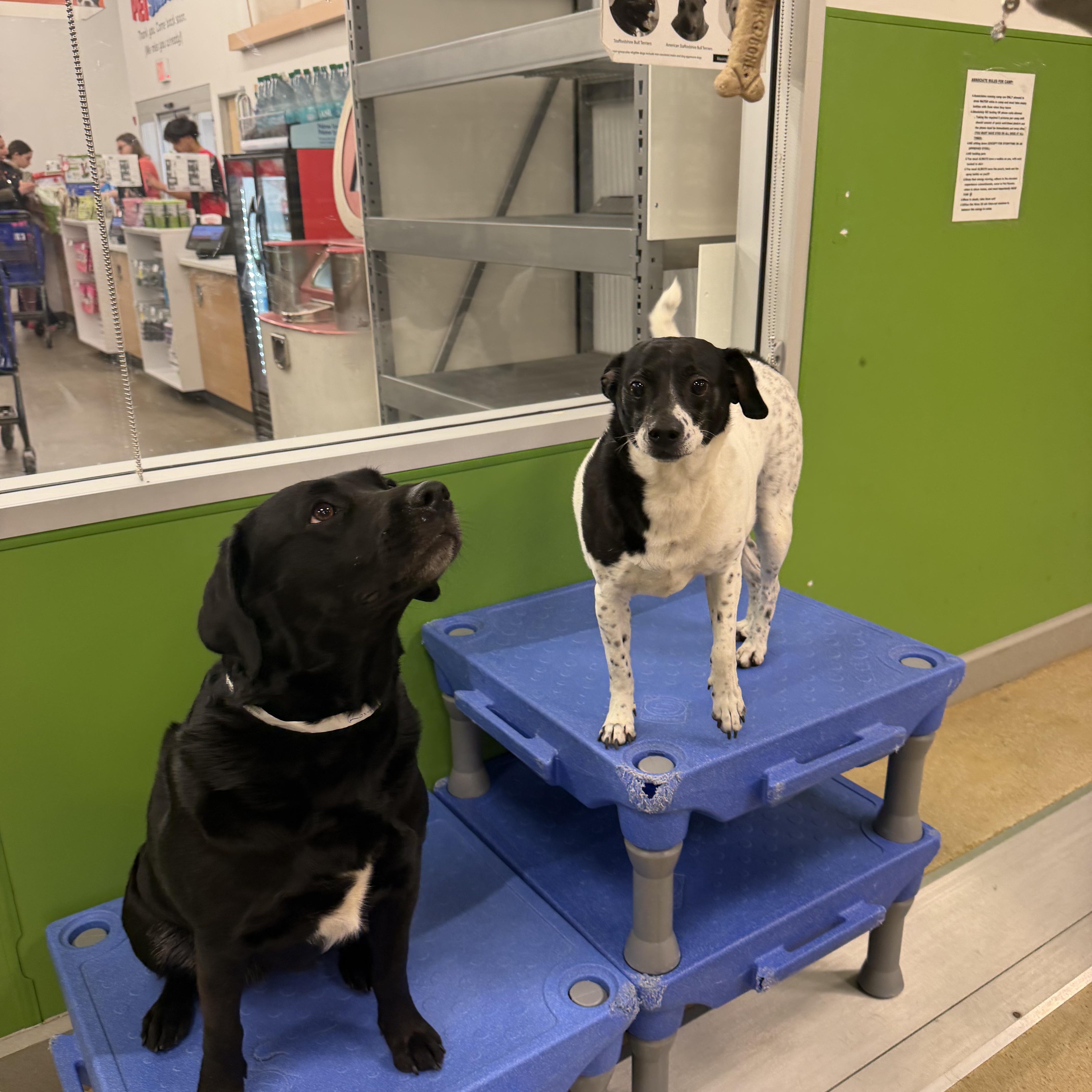 ROXY AND SNOOPY BONDED PAIR, adopted, Adult Female Labrador Retriever.