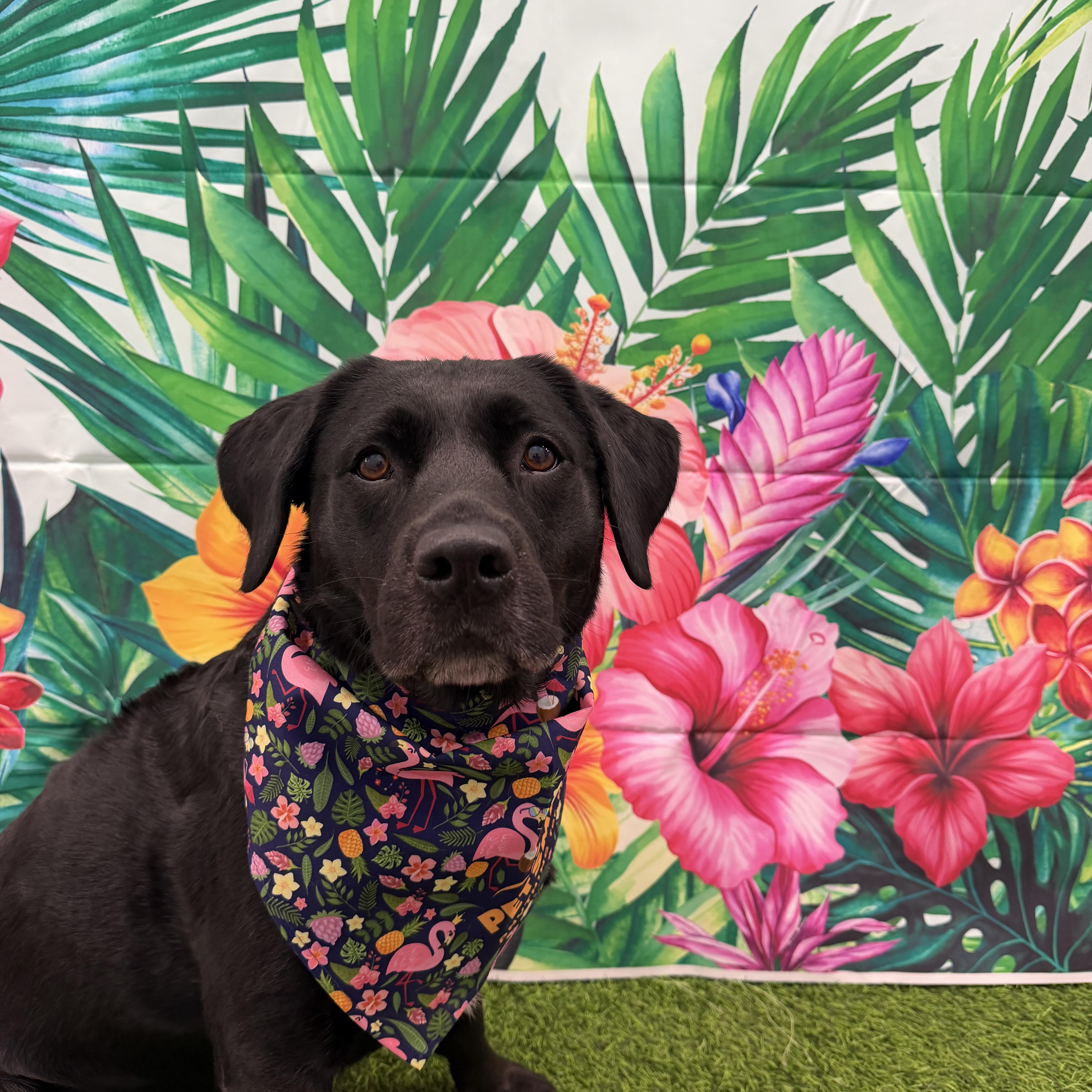 ROXY AND SNOOPY BONDED PAIR, an adopted Labrador Retriever in Staten Island, NY image 3/3