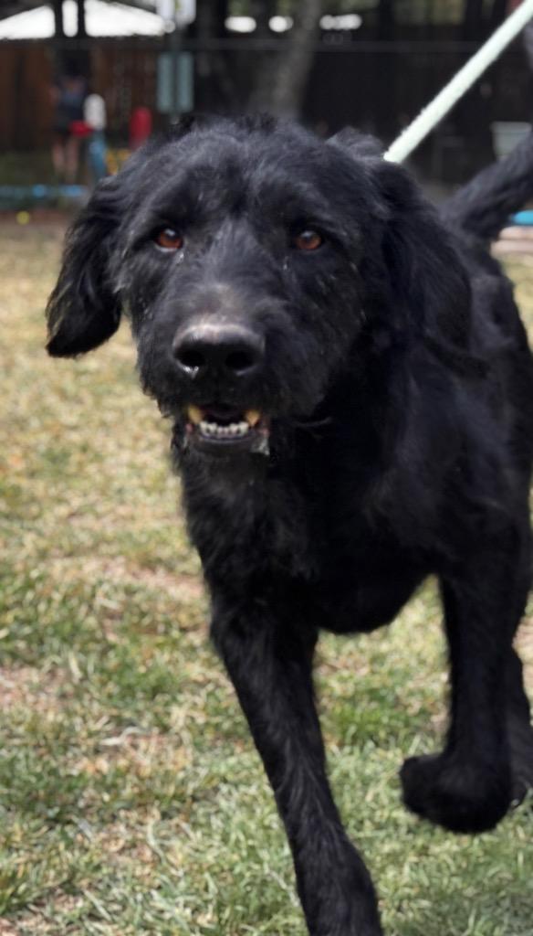 Waldo, Adoptable, Adult Male Labrador Retriever & Wirehaired Pointing Griffon.