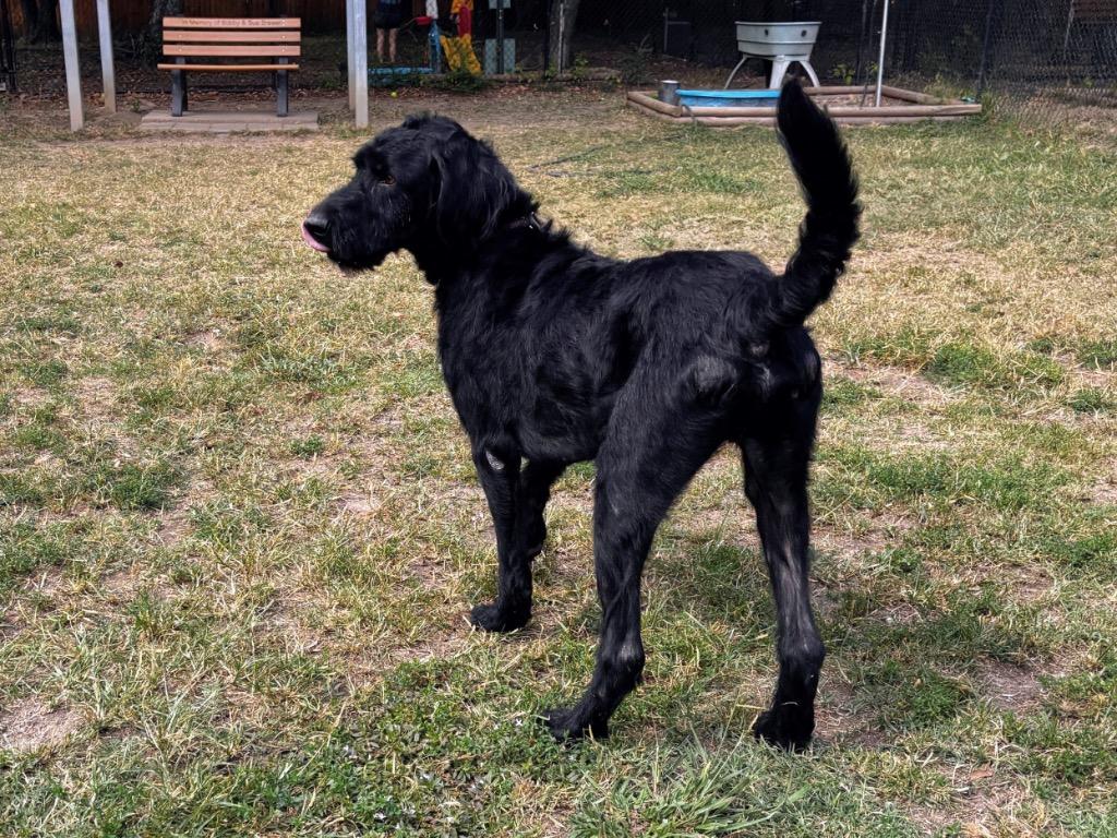 Enlarge Waldo, a Adoptable mixed breed in Little Rock, AR image 2/3