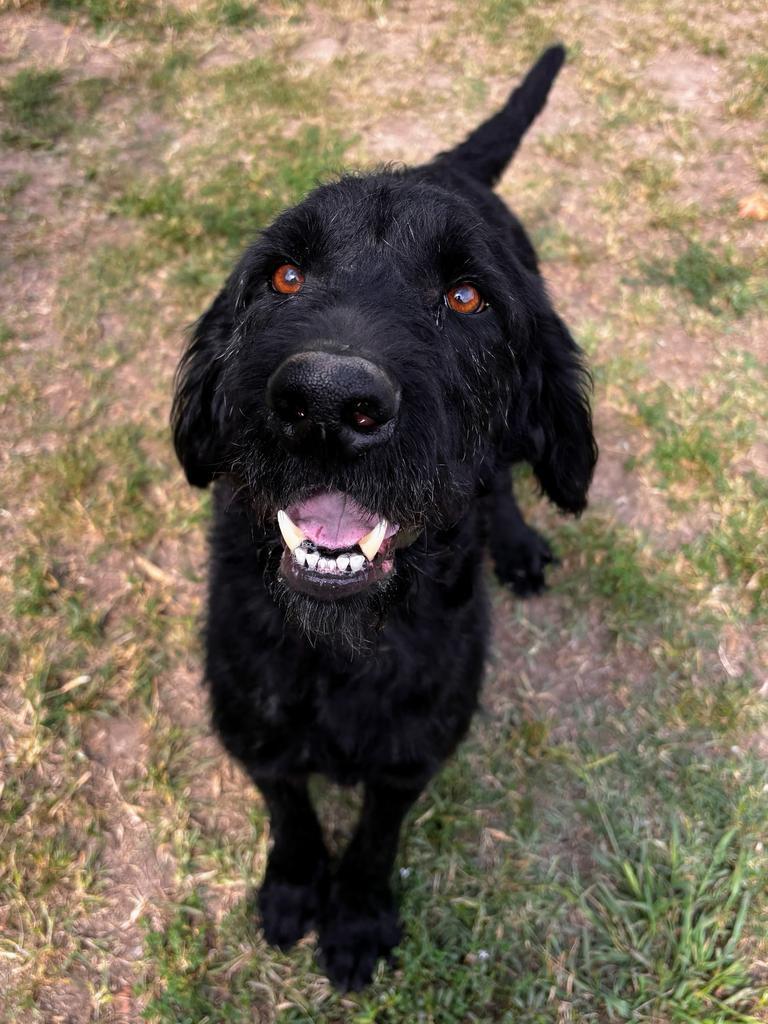 Enlarge Waldo, a Adoptable mixed breed in Little Rock, AR image 3/3