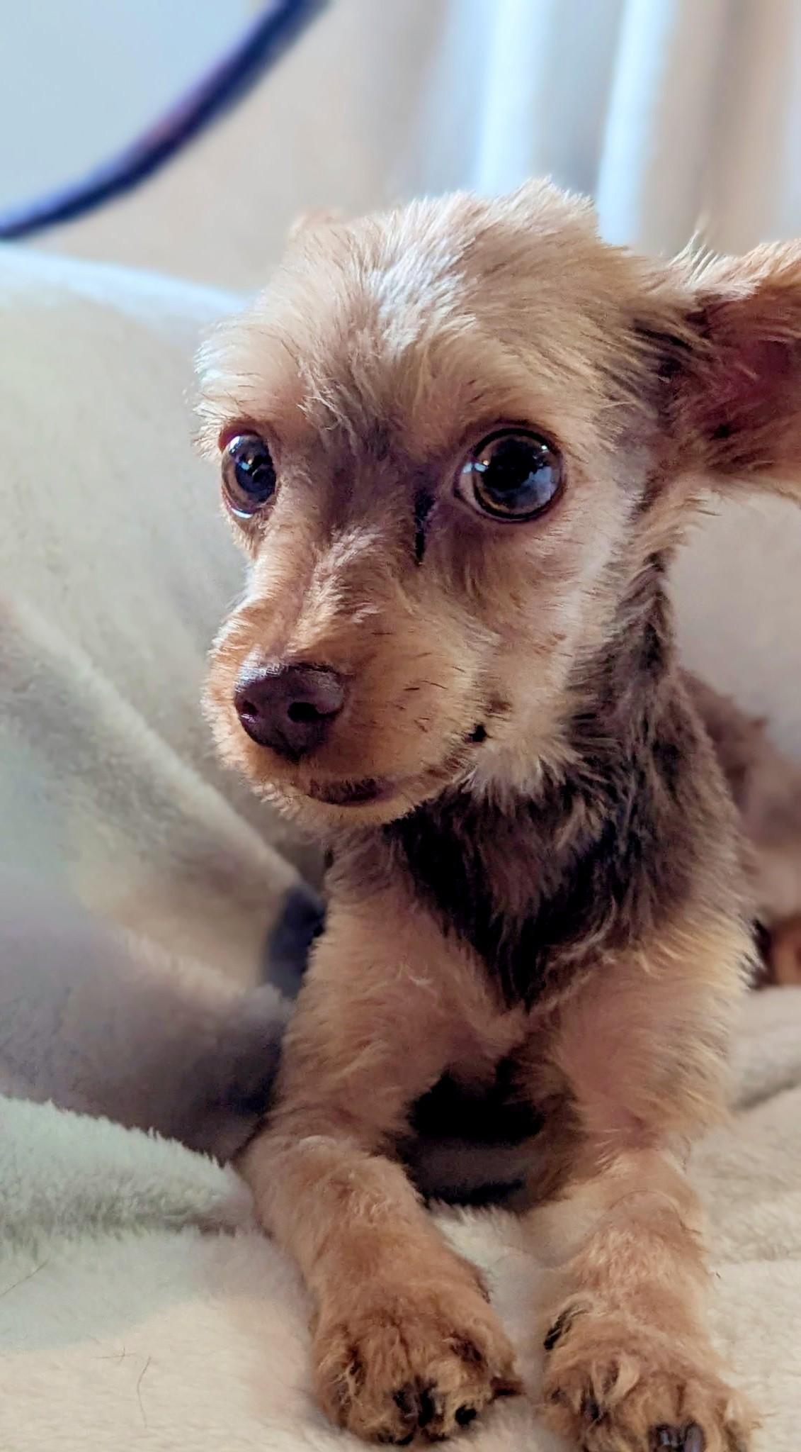 Sunshine, Adopted, Young Male Yorkshire Terrier.