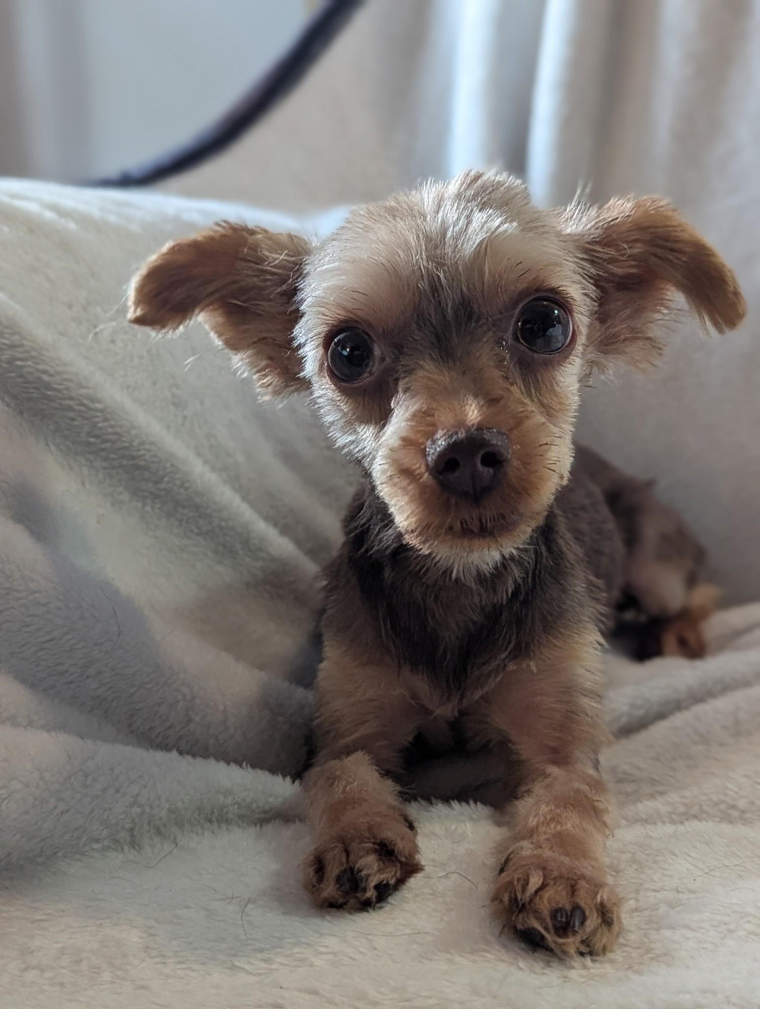 Sunshine, a Adopted Yorkshire Terrier in Plant City, FL image 2/3