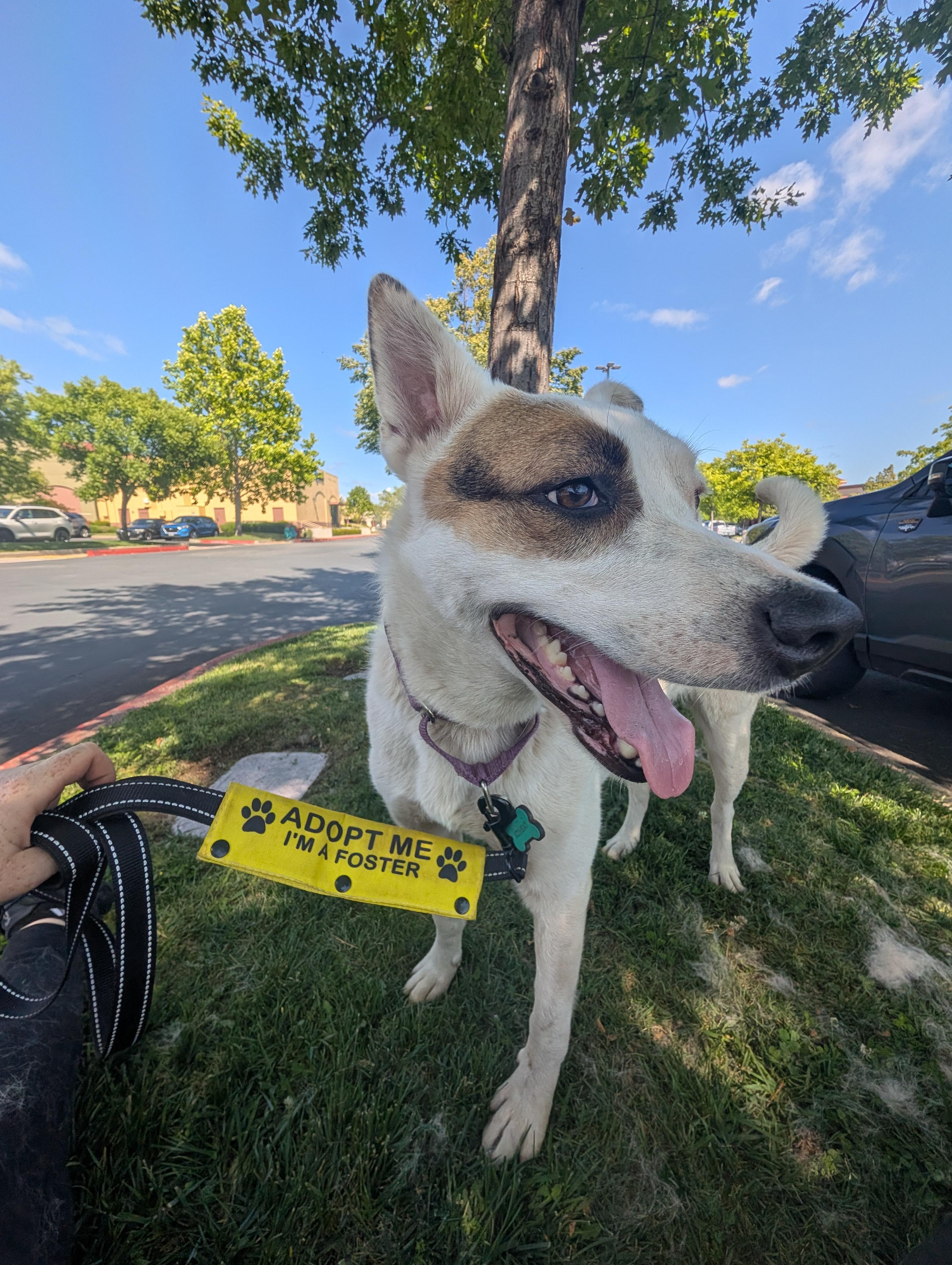 Hela, adoptable, Young Female Australian Cattle Dog / Blue Heeler & Pit Bull Terrier.