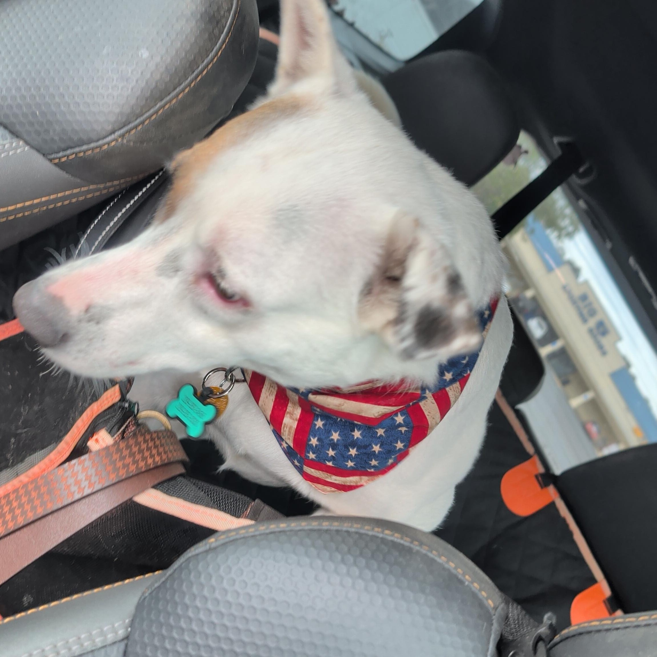 Enlarge Hela, an adoptable mixed breed in Jackson, CA image 4/4