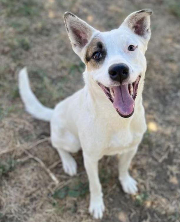Hela, adoptable, Young Female Australian Cattle Dog / Blue Heeler & Pit Bull Terrier.
