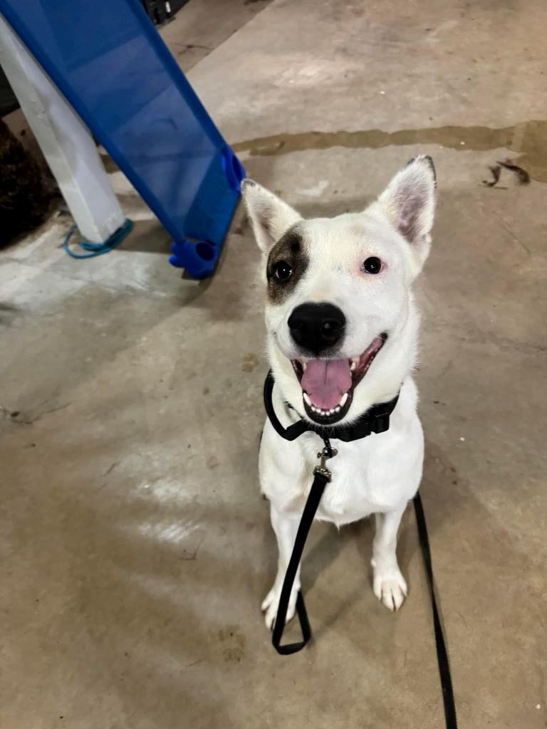 Enlarge Hela, an adoptable mixed breed in Jackson, CA image 2/3