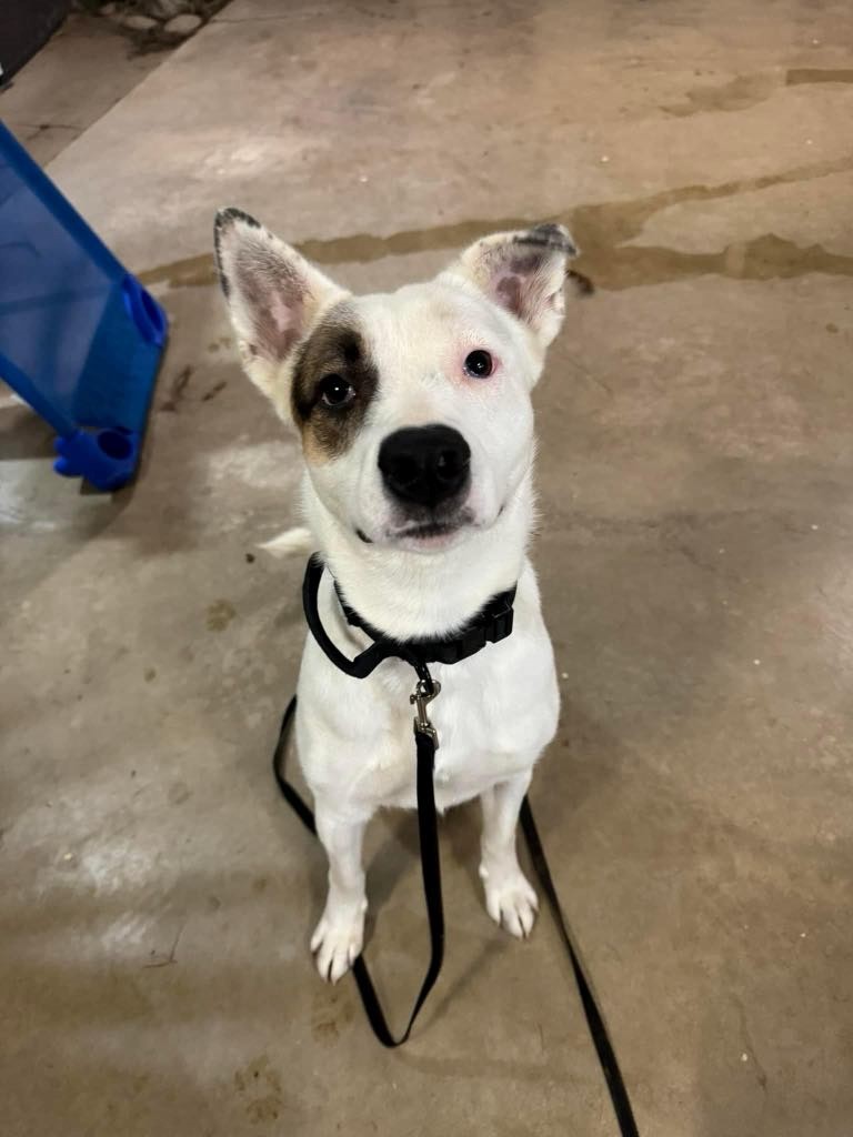 Enlarge Hela, an adoptable mixed breed in Jackson, CA image 3/3