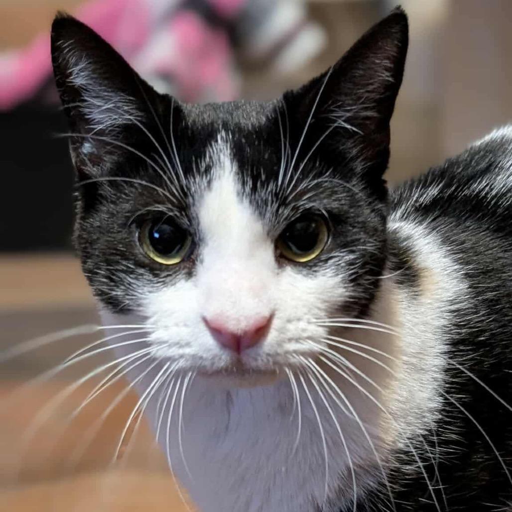 Enlarge Oreo, a Adoptable mixed breed in West Olive, MI image 1/6