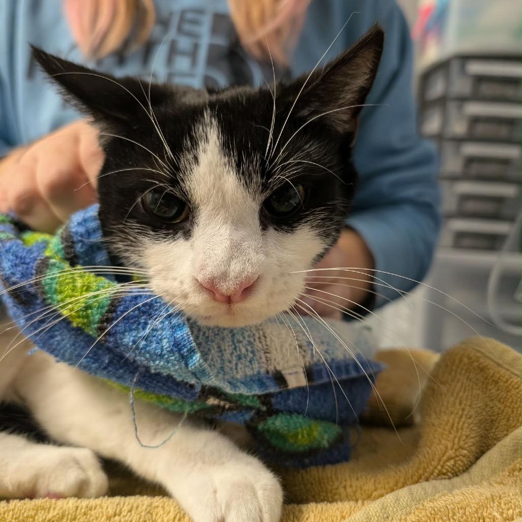 Enlarge Oreo, a Adoptable mixed breed in West Olive, MI image 2/6