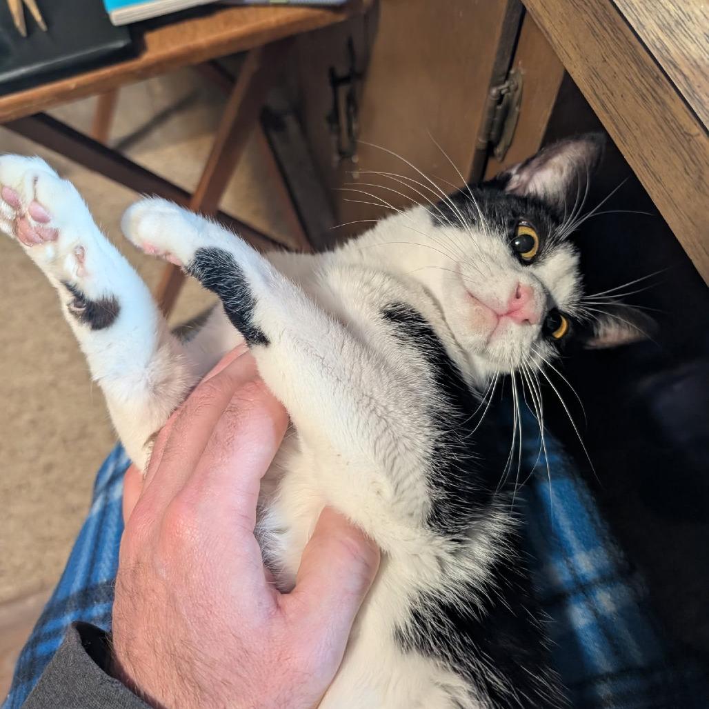 Enlarge Oreo, a Adoptable mixed breed in West Olive, MI image 3/6