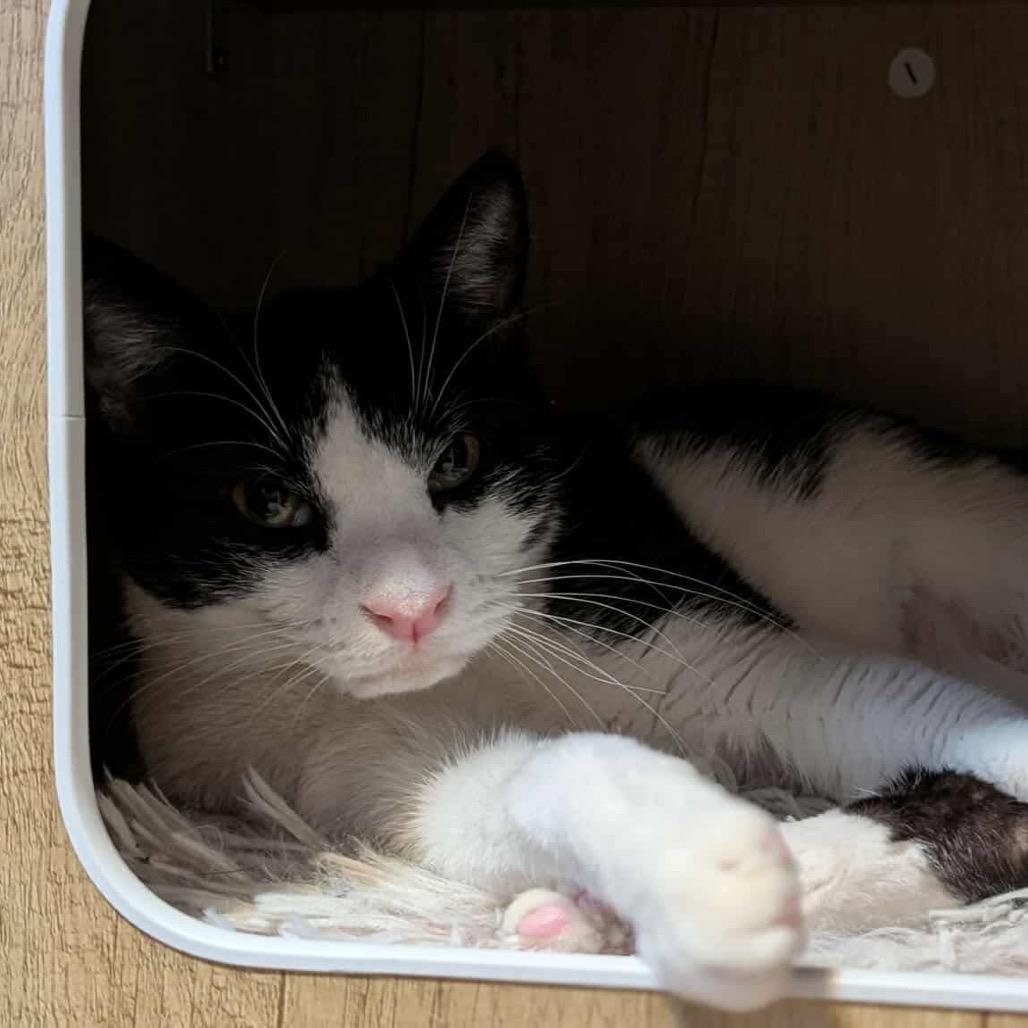 Enlarge Oreo, a Adoptable mixed breed in West Olive, MI image 4/6